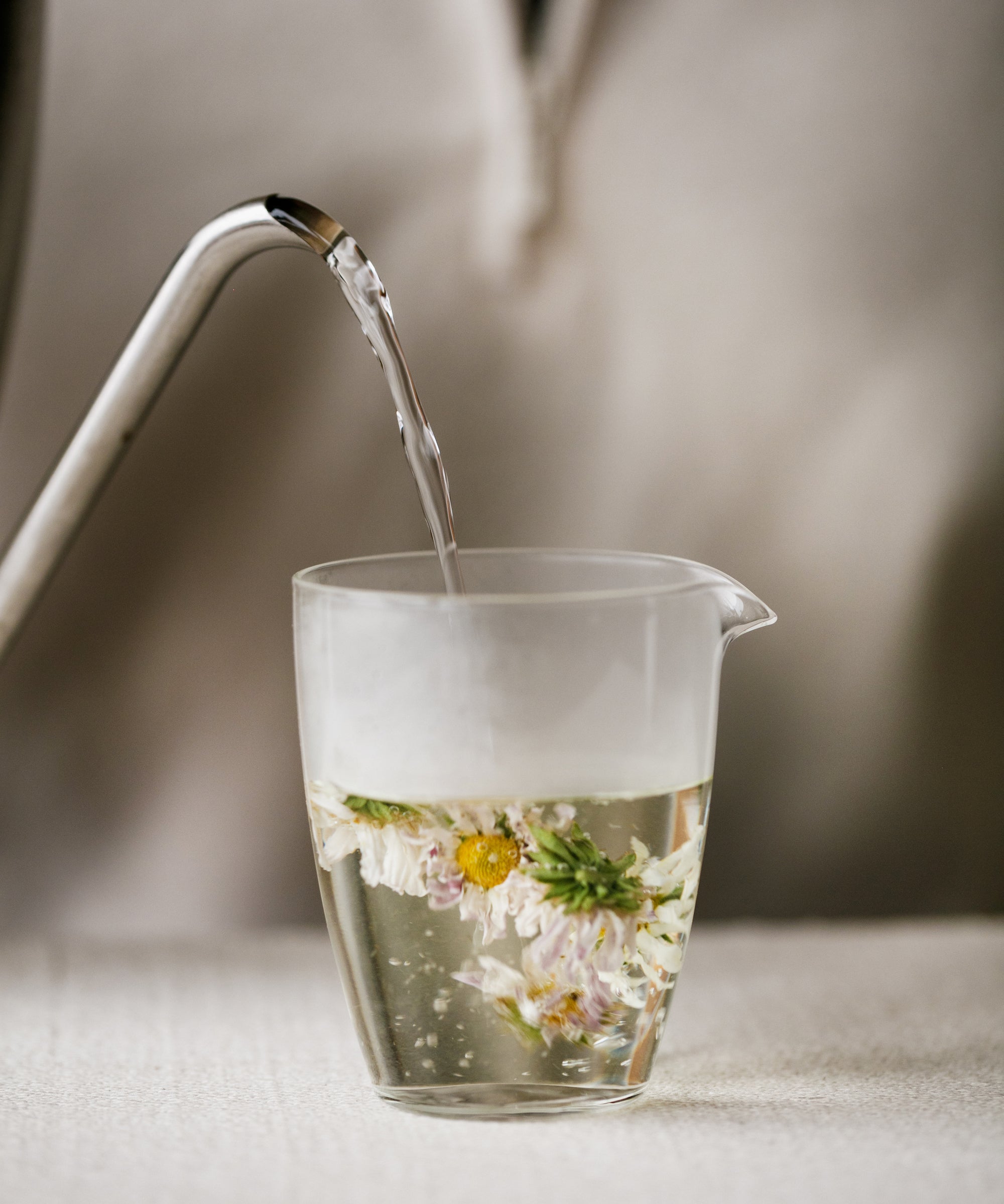 Brewing Wild Purple Chrysanthemum, purple-tinted flowers expanding in a carafe, Hangzhou, Zhejiang