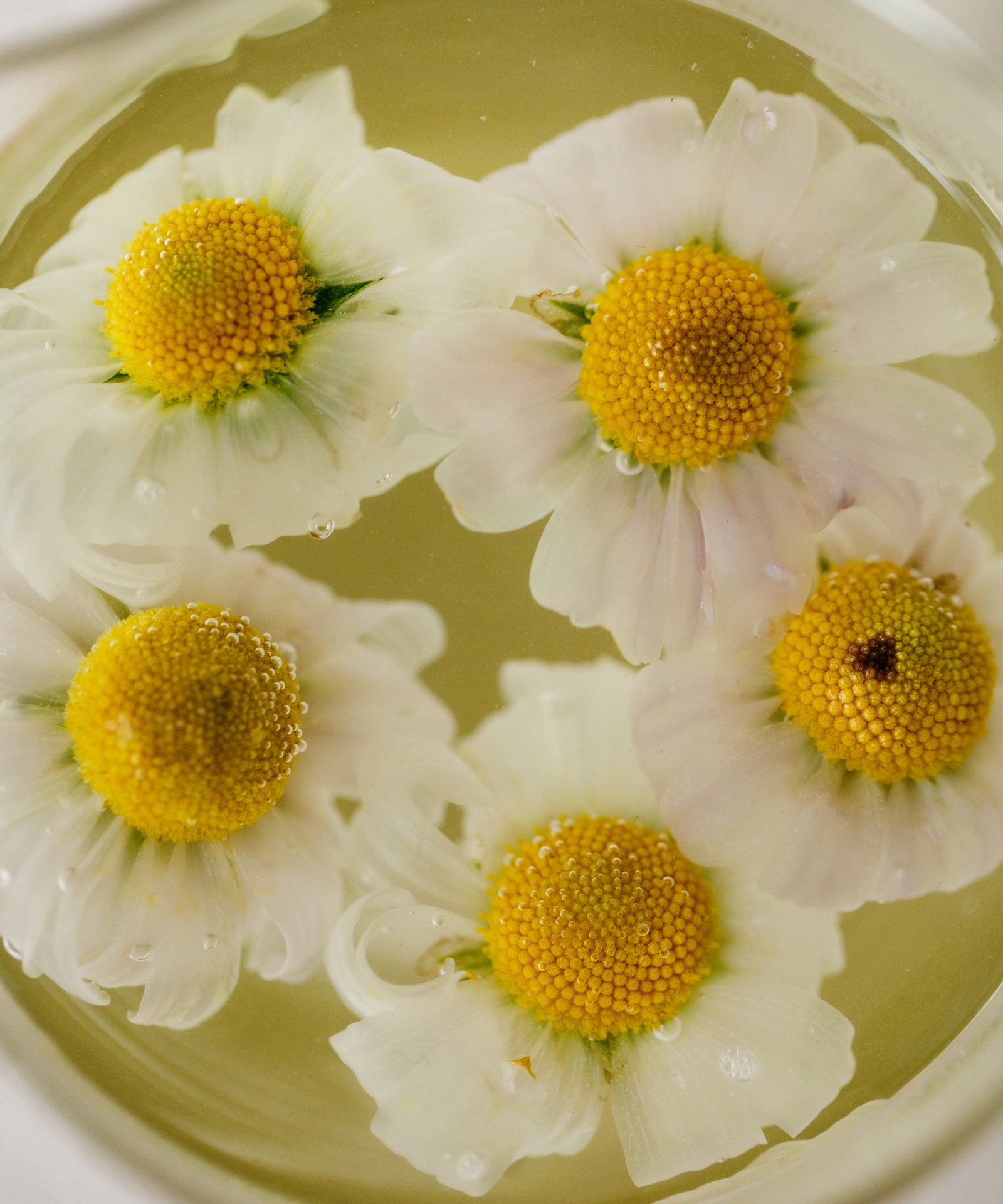 Wild Purple Chrysanthemum – Cultivate Tea