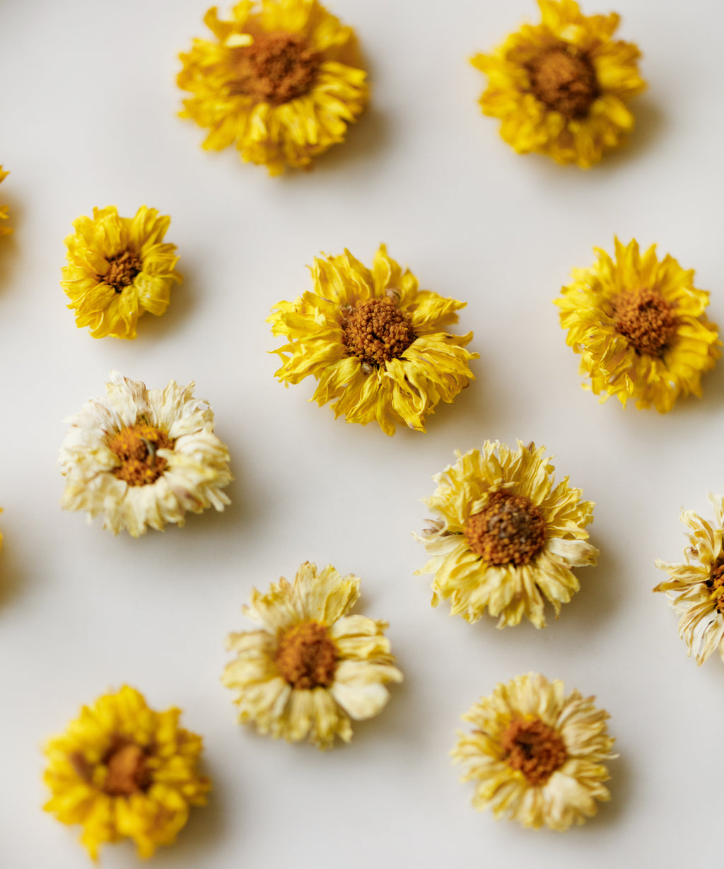Yellow Pearl Chrysanthemum dried flowers, hand-picked at 2600 ft natural farm in Jiaozuo, Henan