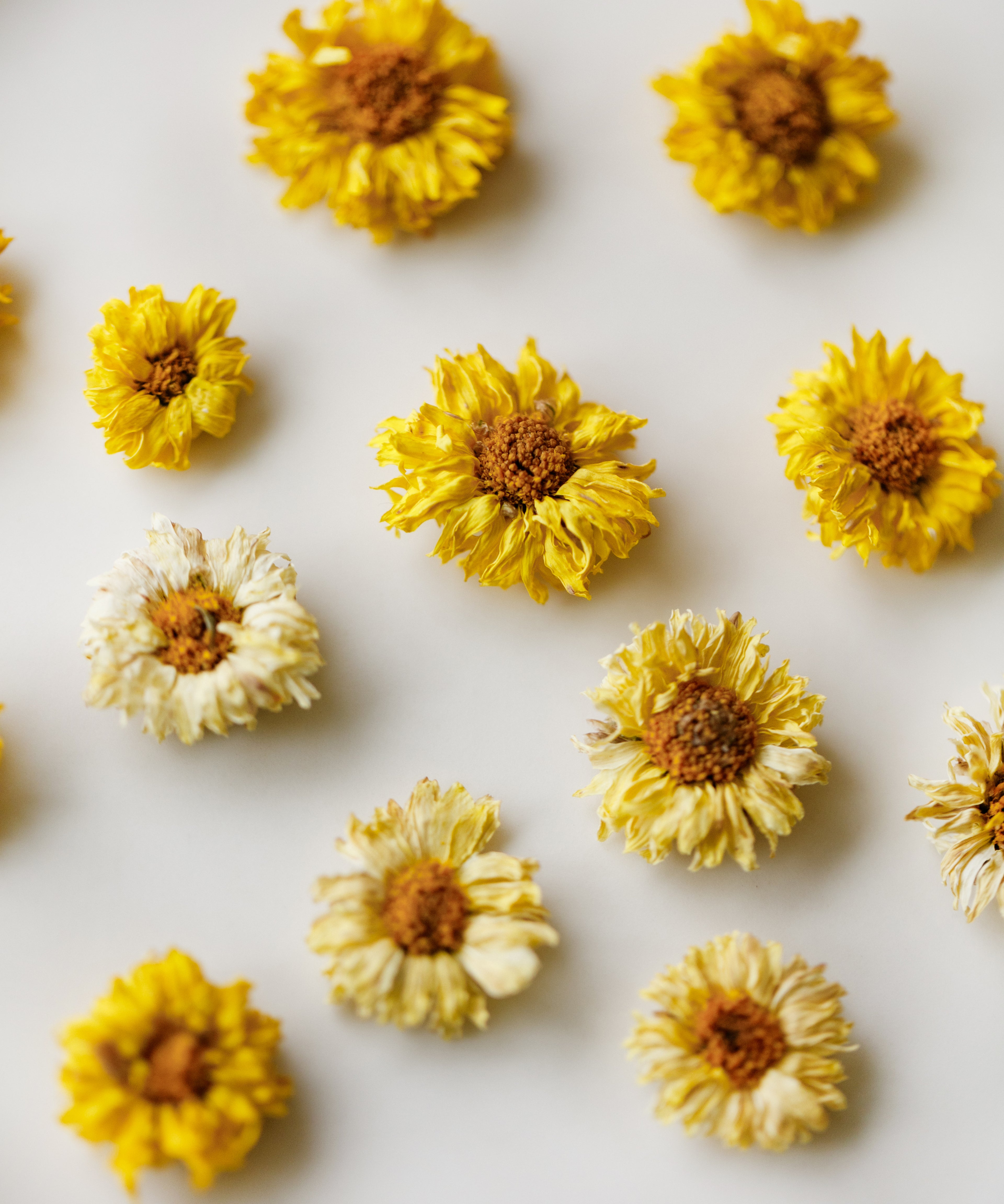 Yellow Pearl Chrysanthemum dried flowers, hand-picked at 2600 ft natural farm in Jiaozuo, Henan