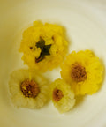Yellow Pearl Chrysanthemum, rare Huai chrysanthemum flower tea from Jiaozuo, Henan, with warm expansive sweetness