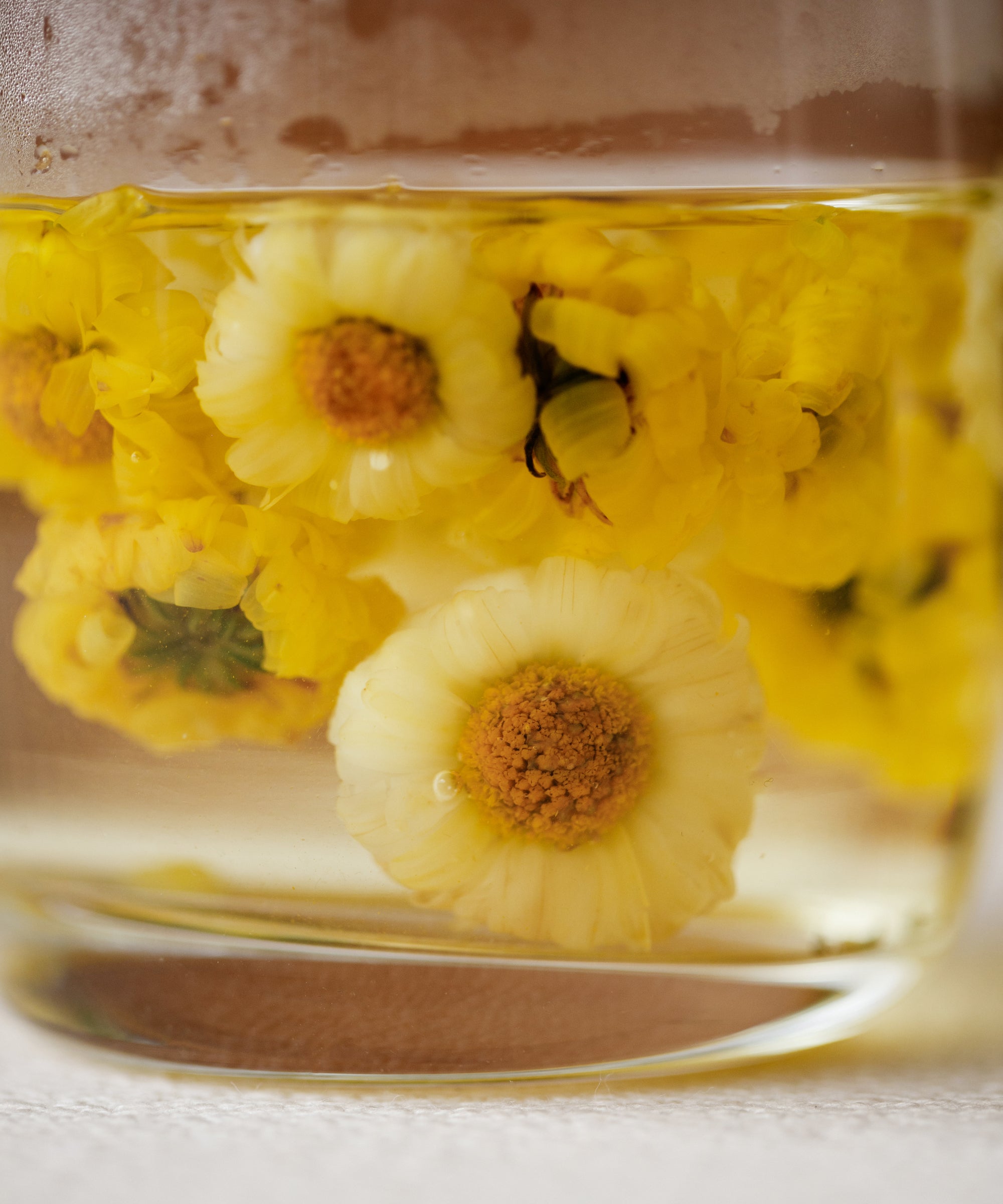 Yellow Pearl Chrysanthemum wet flowers after brewing, thin yellow petals expanding in water, Henan