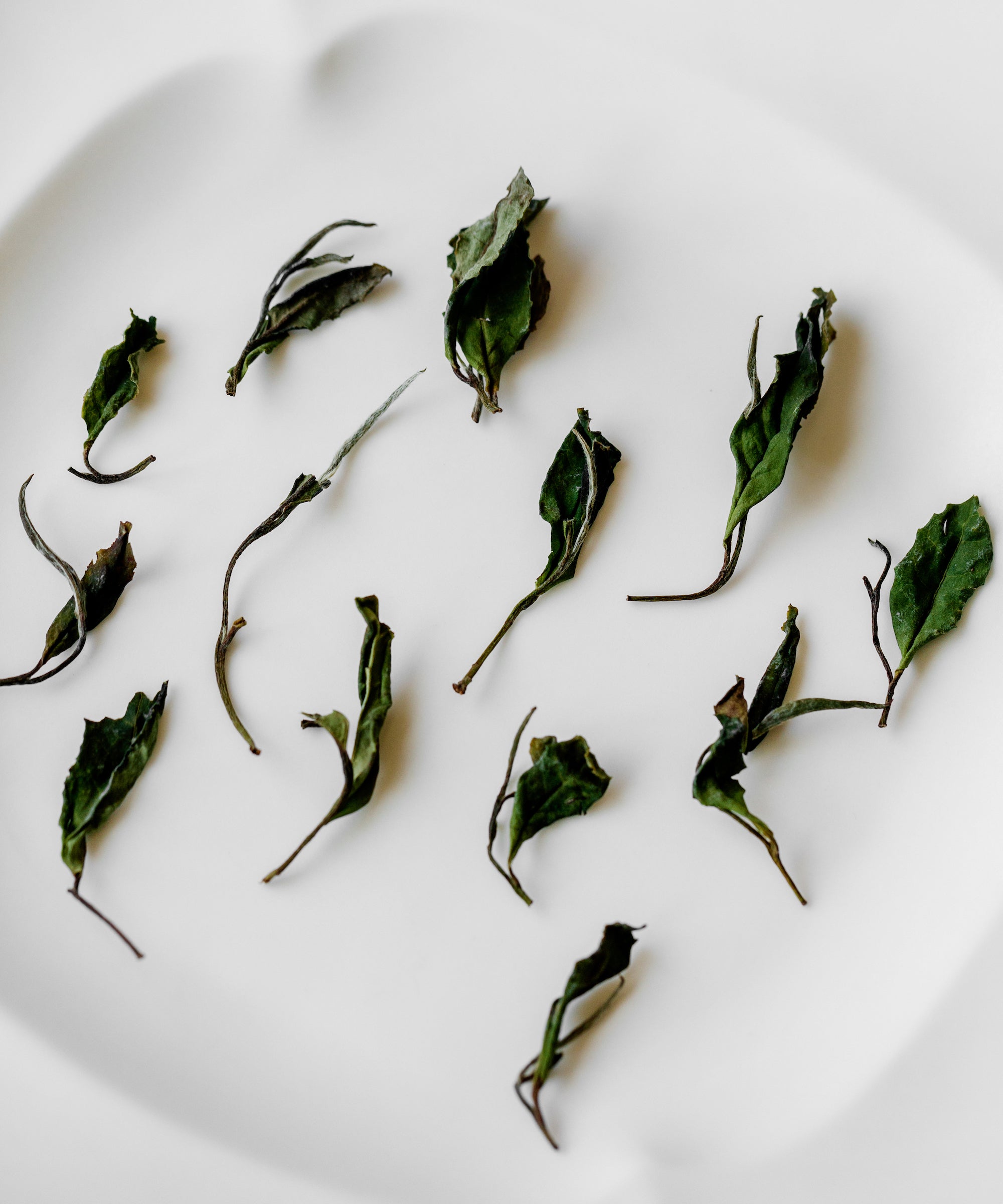 Ms. Qiong's Heritage White — heirloom white tea from indigenous old-growth trees, Fu'an, Fujian