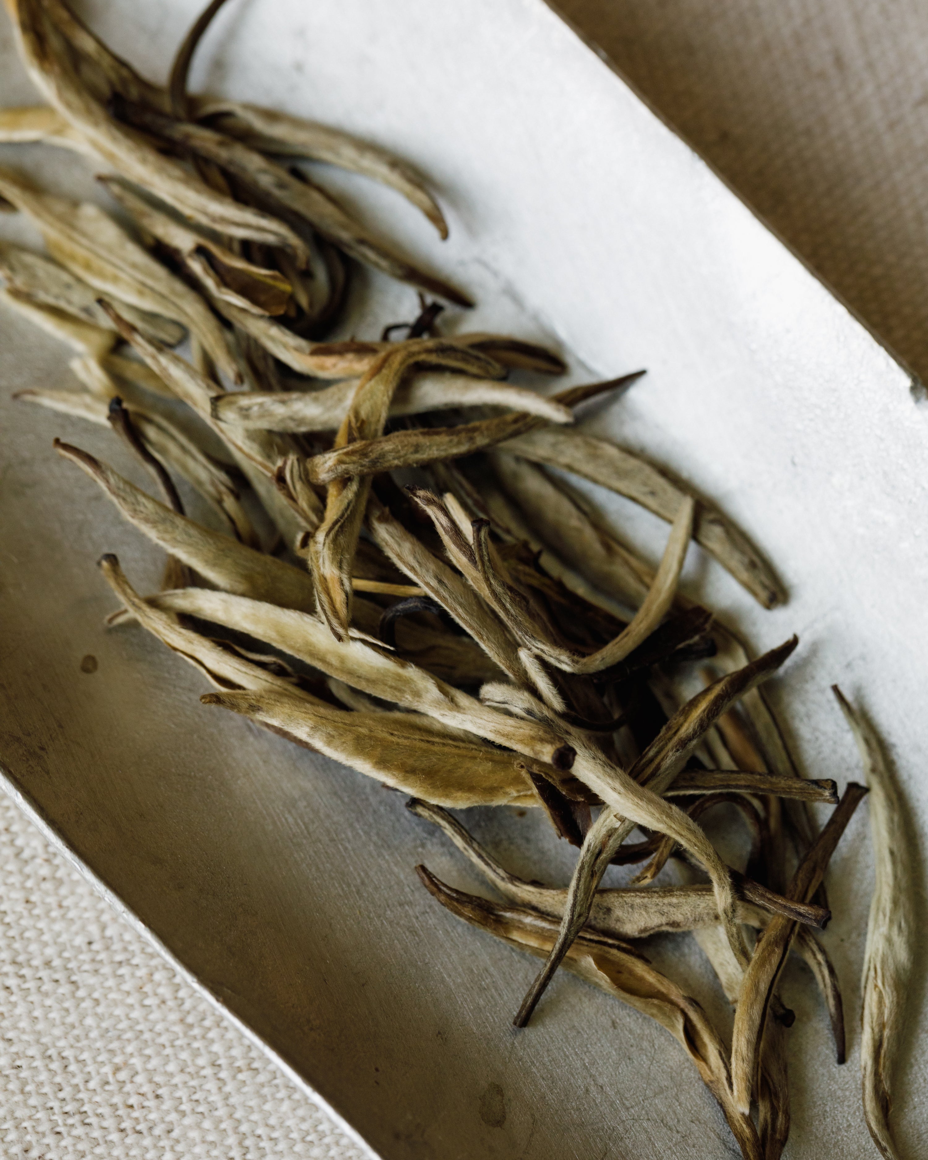 Detail of Jasmine Silver Tips showing the silver buds, Yun Kang 10 varietal scented with jasmine
