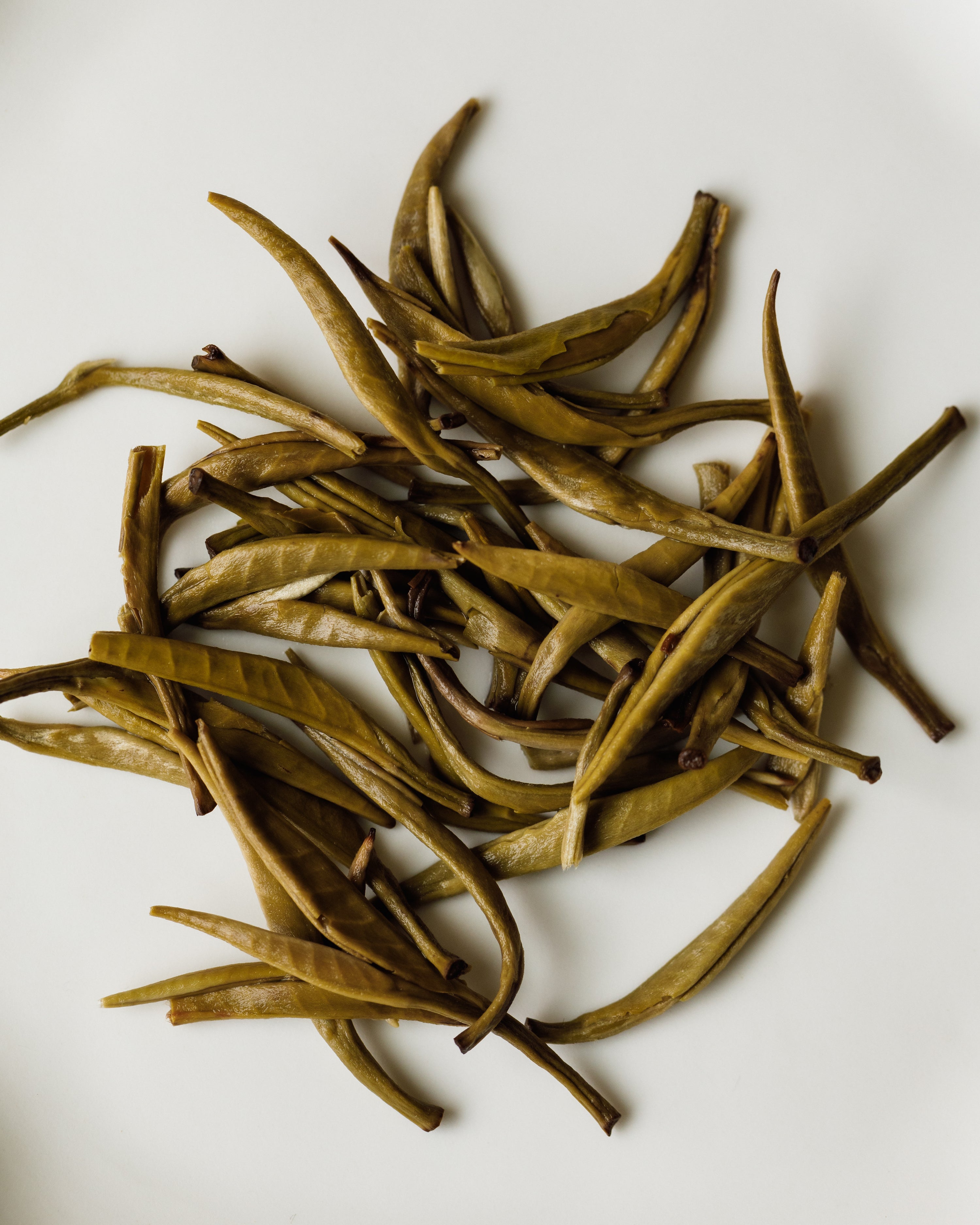 Wet Jasmine Silver Tips leaves after brewing, showing the silver tip buds expanded