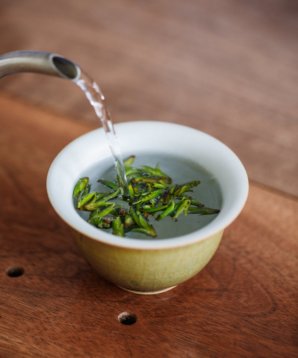 Brewing Daxueshan Wild Pu'erh Shoots in gaiwan — buds floating like small boats, tropical fruit aroma