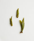 Daxueshan Wild Pu'erh Shoots from 1000-year-old trees — Mr. Tang's sun-dried and charcoal roasted wild tea, Jinggu, Yunnan