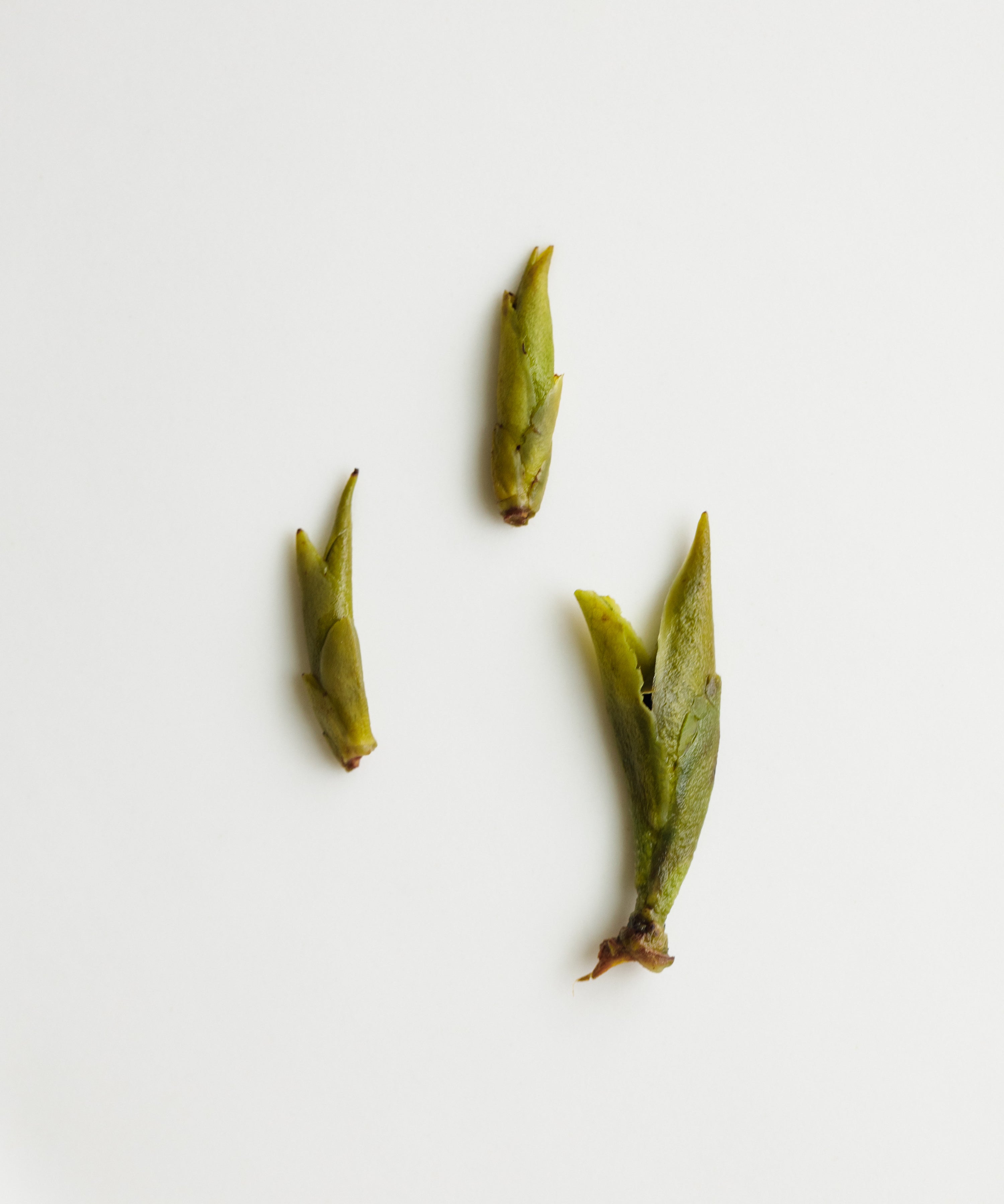 Daxueshan Wild Pu'erh Shoots from 1000-year-old trees — Mr. Tang's sun-dried and charcoal roasted wild tea, Jinggu, Yunnan