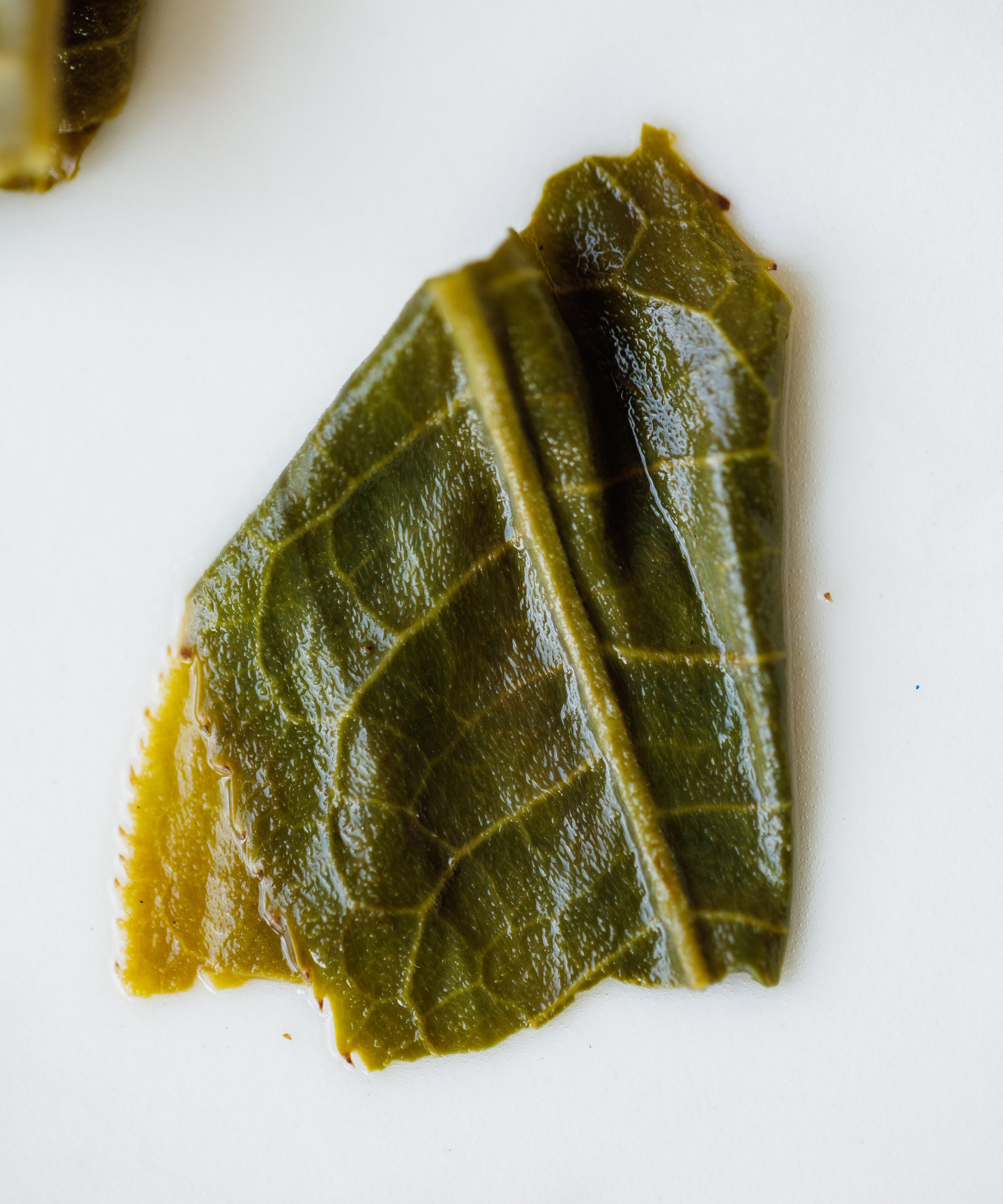 Jiutaipo Ancient Tree dry leaves scattered — Tang Wang's Mengku Big-Leaf, Jinggu, Yunnan, April 2025