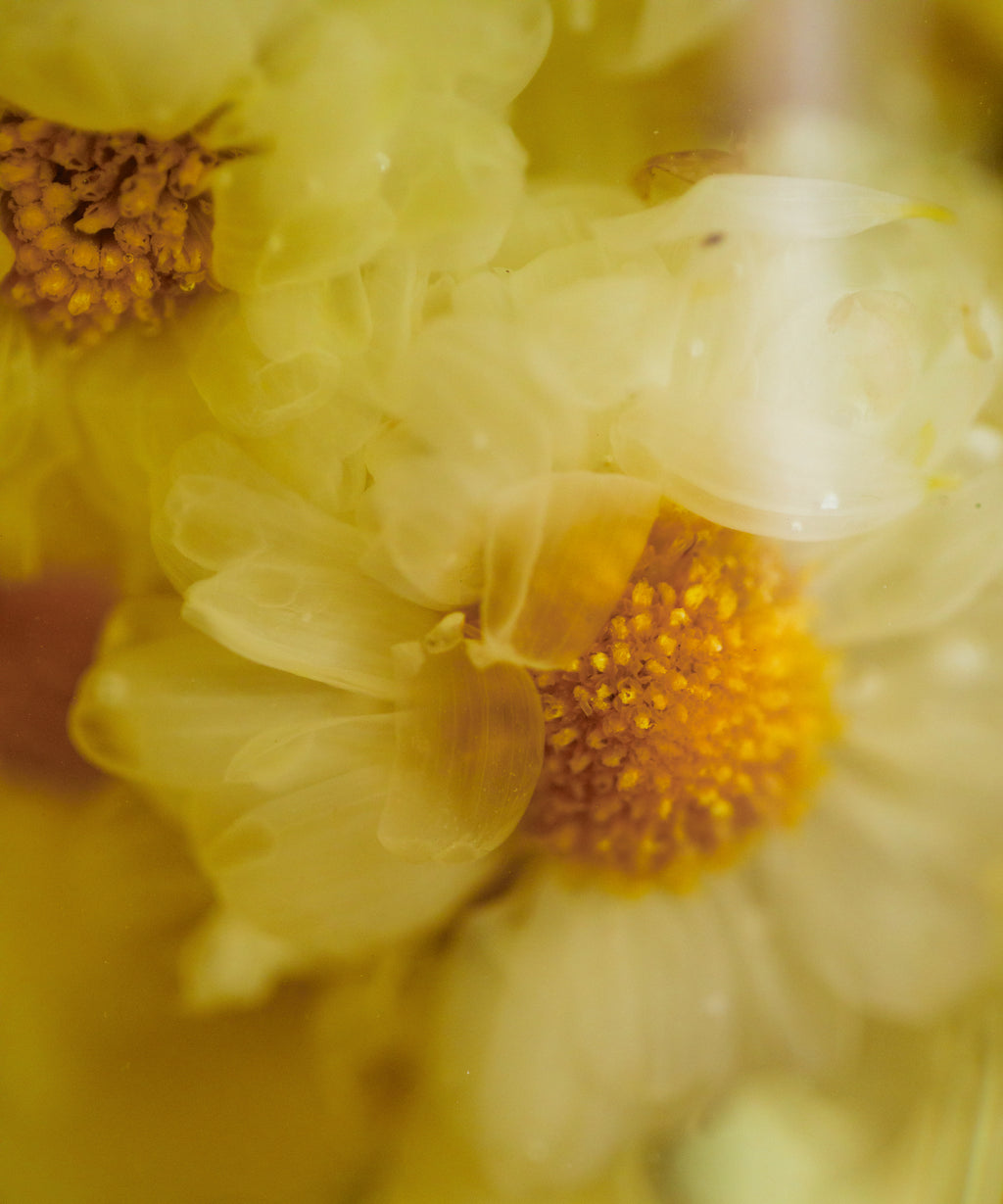 Silk Chrysanthemum Cake wet flowers after brewing, plush petals and golden pistils, Tongxiang, Zhejiang
