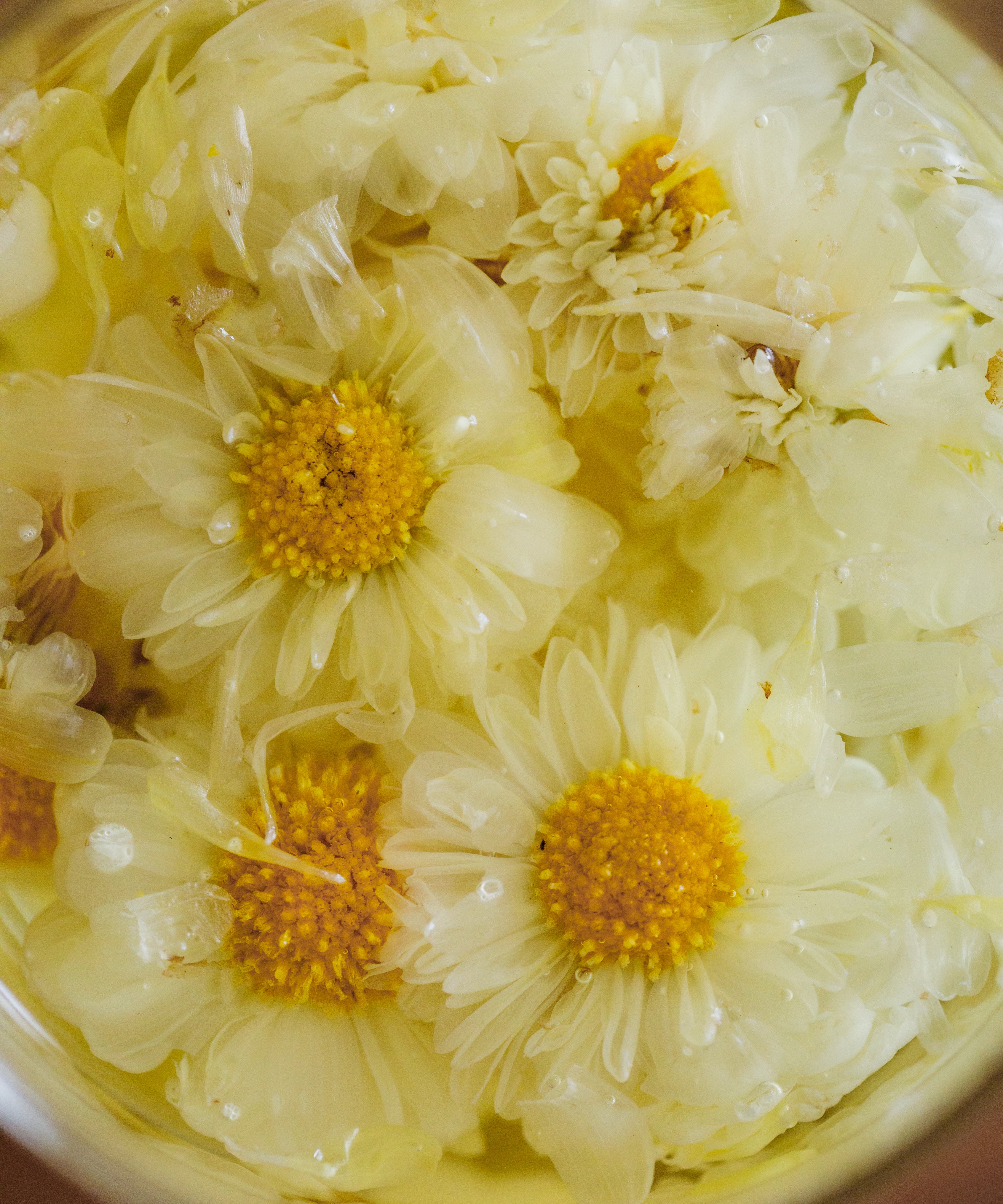 Silk Chrysanthemum Cake
