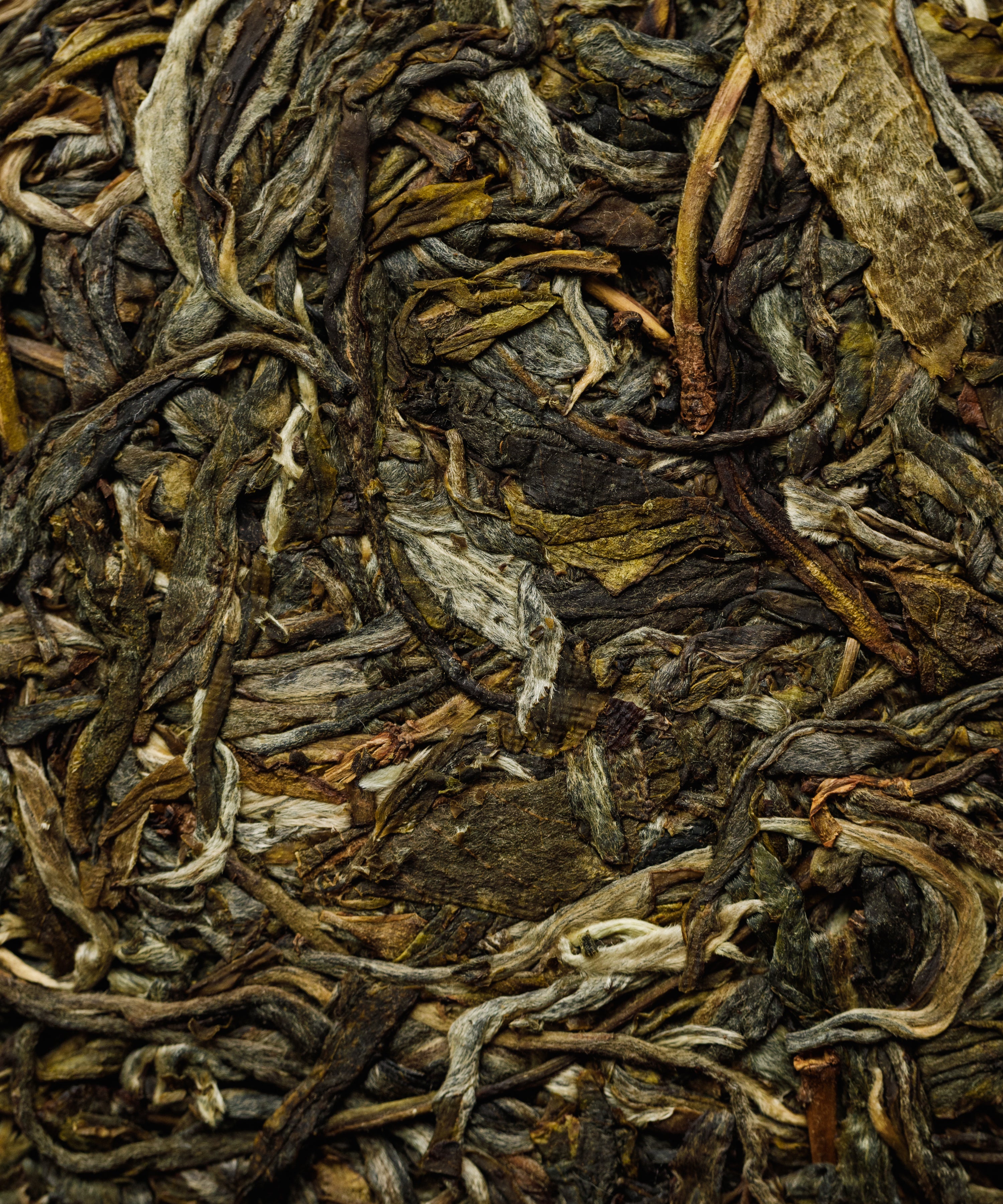 Dry sheng pu'erh leaves close-up - Pine & Moon wild-foraged tea from Tang Wang in Jinggu, Yunnan
