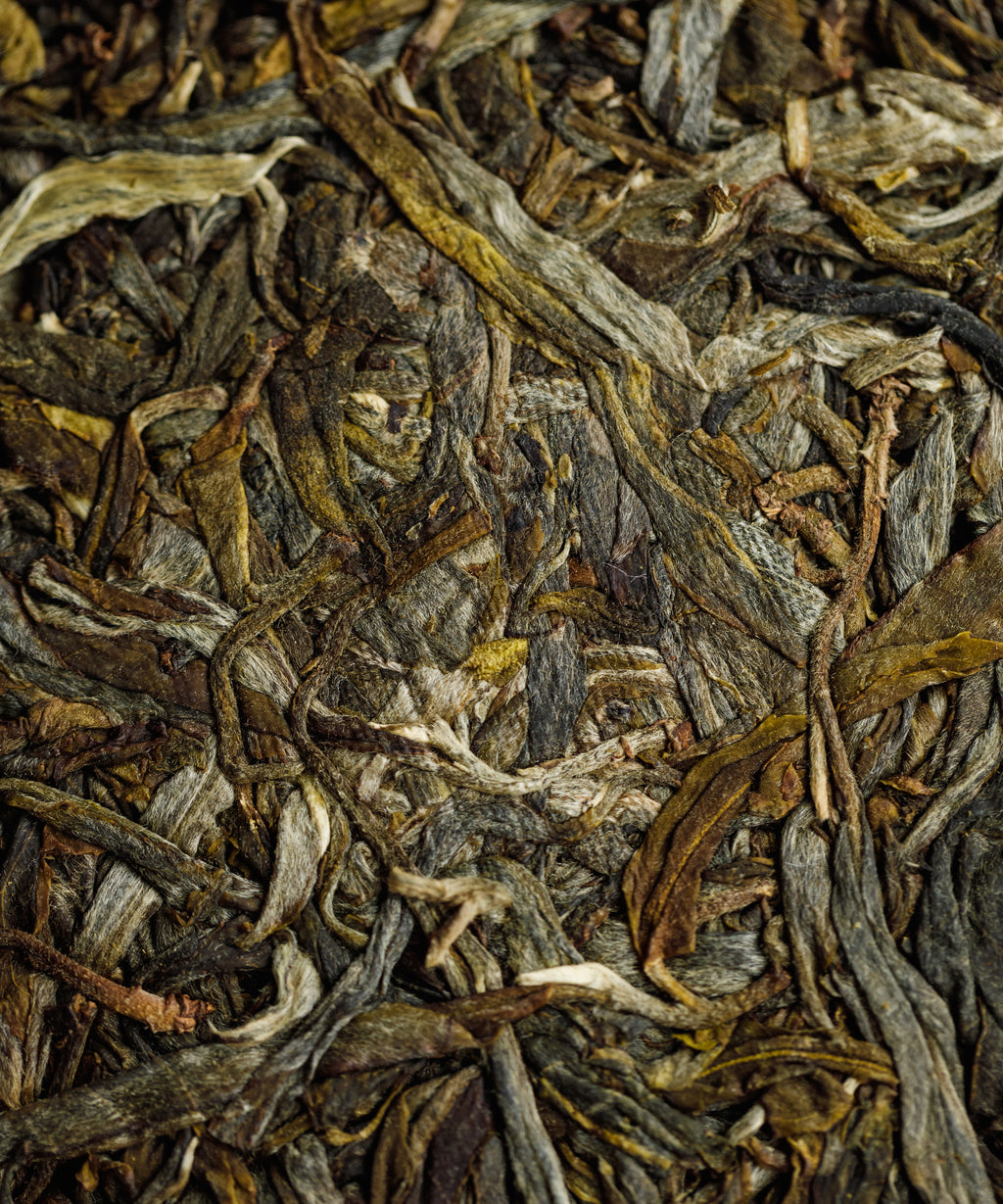 Jiutaipo Ancient Tree sheng pu'erh — Tang Wang's first harvest from 150-200 year old trees, Jinggu, Yunnan