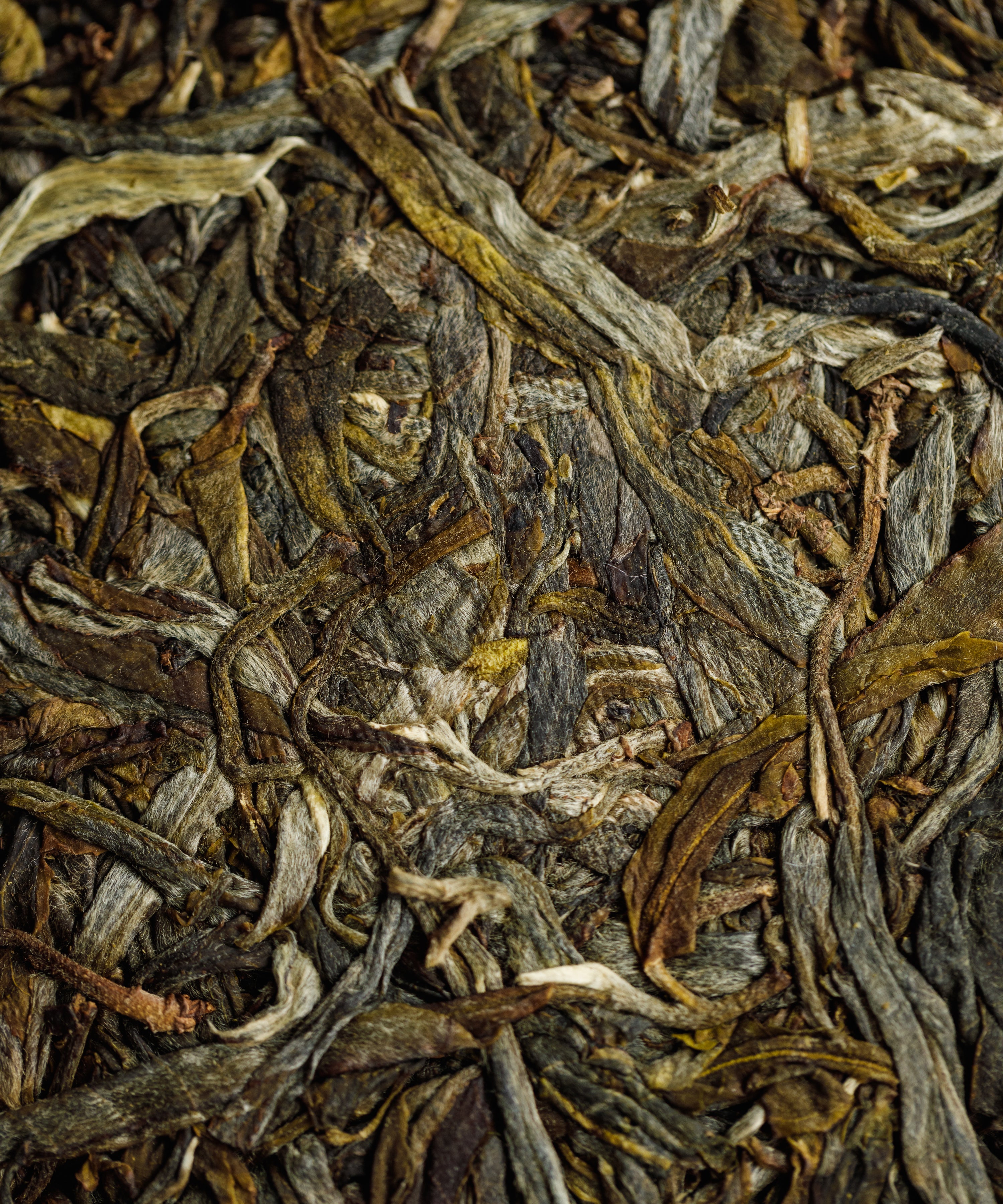 Jiutaipo Ancient Tree sheng pu'erh — Tang Wang's first harvest from 150-200 year old trees, Jinggu, Yunnan