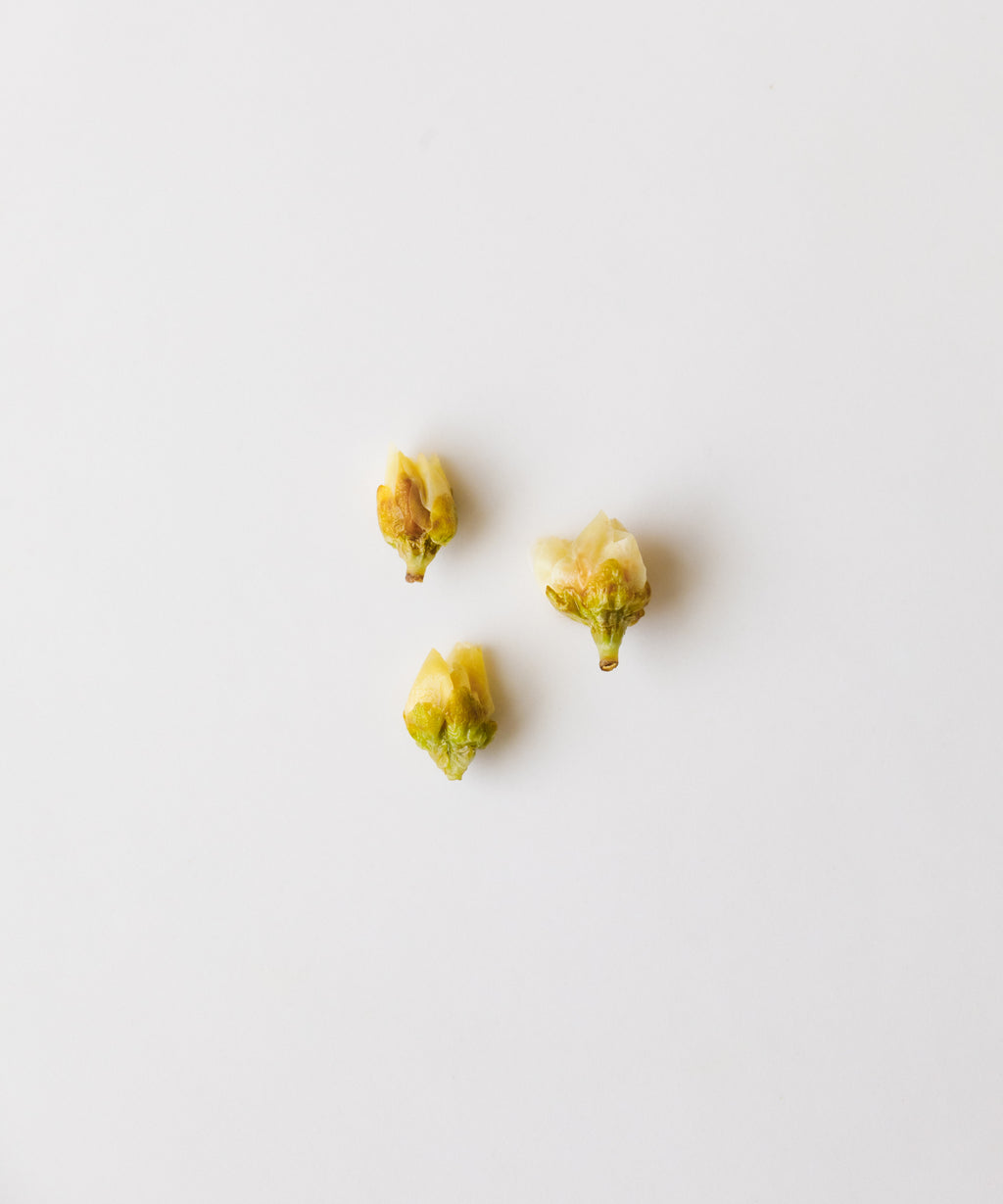 Three dried plum blossoms from 60-100 year old wild Huangshan Mountain trees on a white surface