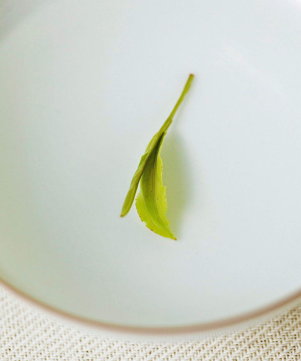 Wet Master Tang's Dragonwell leaves after brewing, vibrant and dimensional