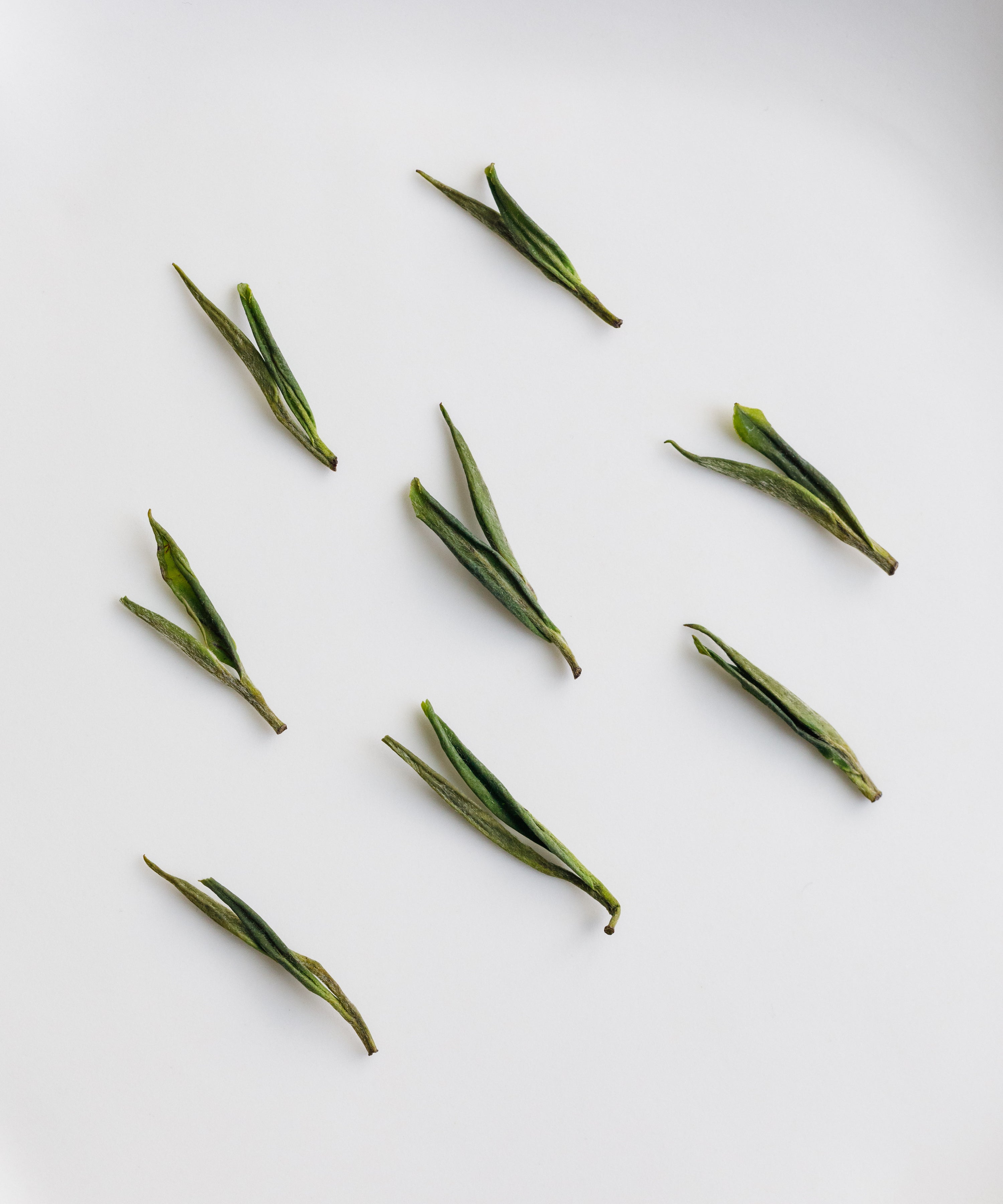 Anji Baicha leaves scattered on a white surface in arrangement