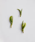 Fresh Anji Baicha leaves from Anji, Zhejiang arranged on a white surface - high mountain green tea