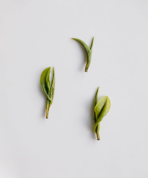 Fresh Anji Baicha leaves from Anji, Zhejiang arranged on a white surface - high mountain green tea