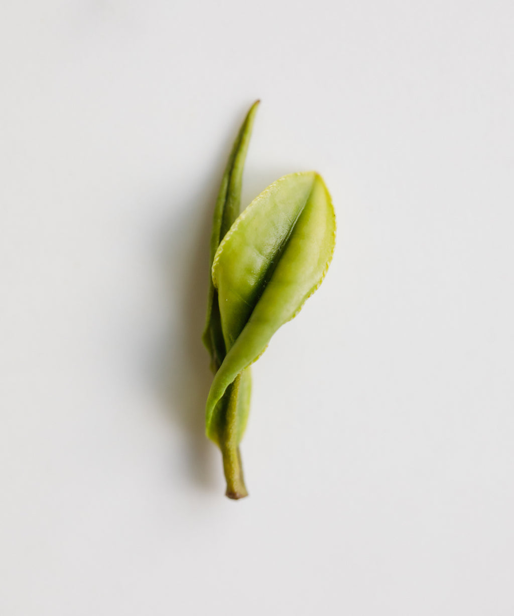 Single fresh Anji Baicha leaf on a white surface close detail