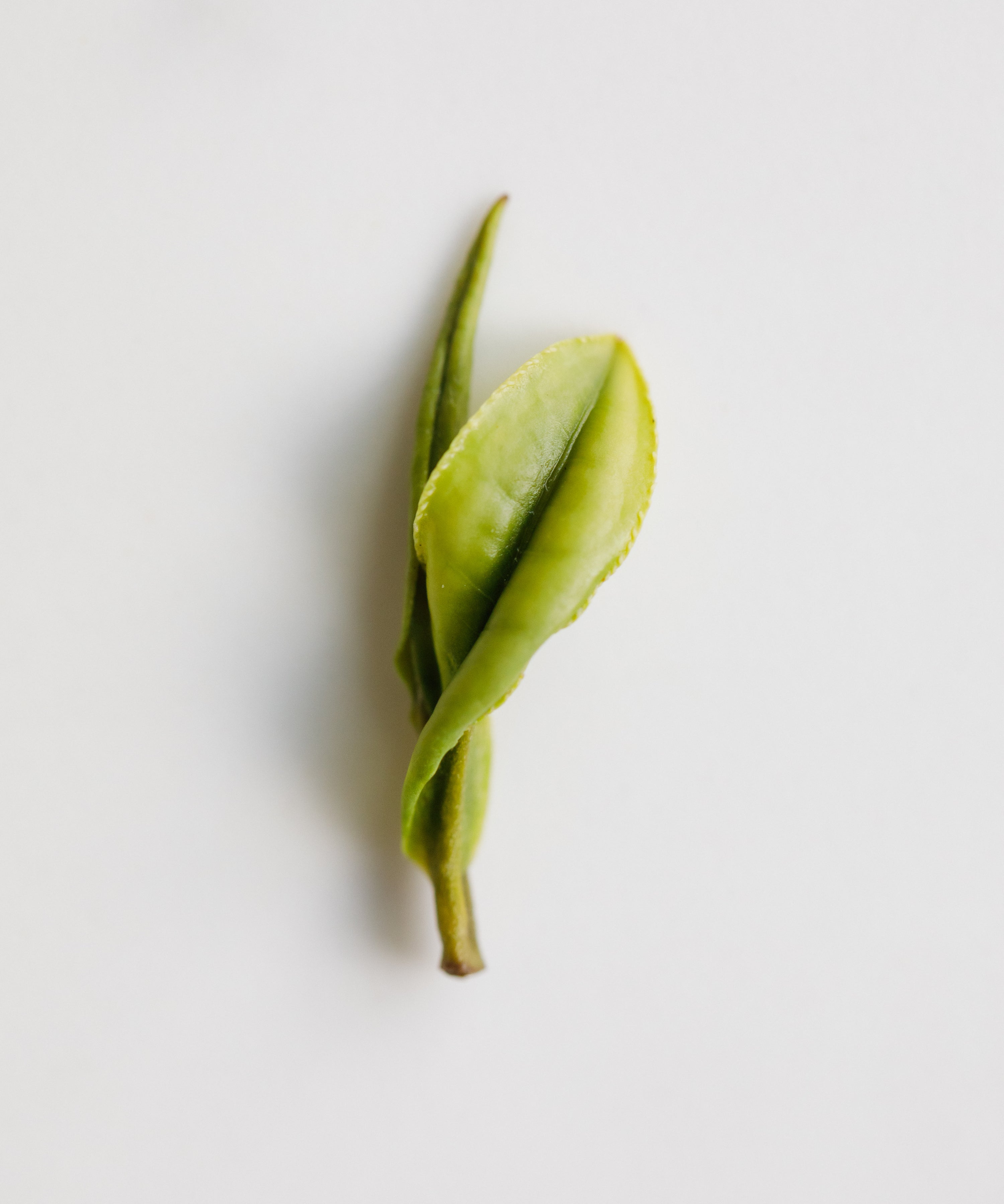 Single fresh Anji Baicha leaf on a white surface close detail