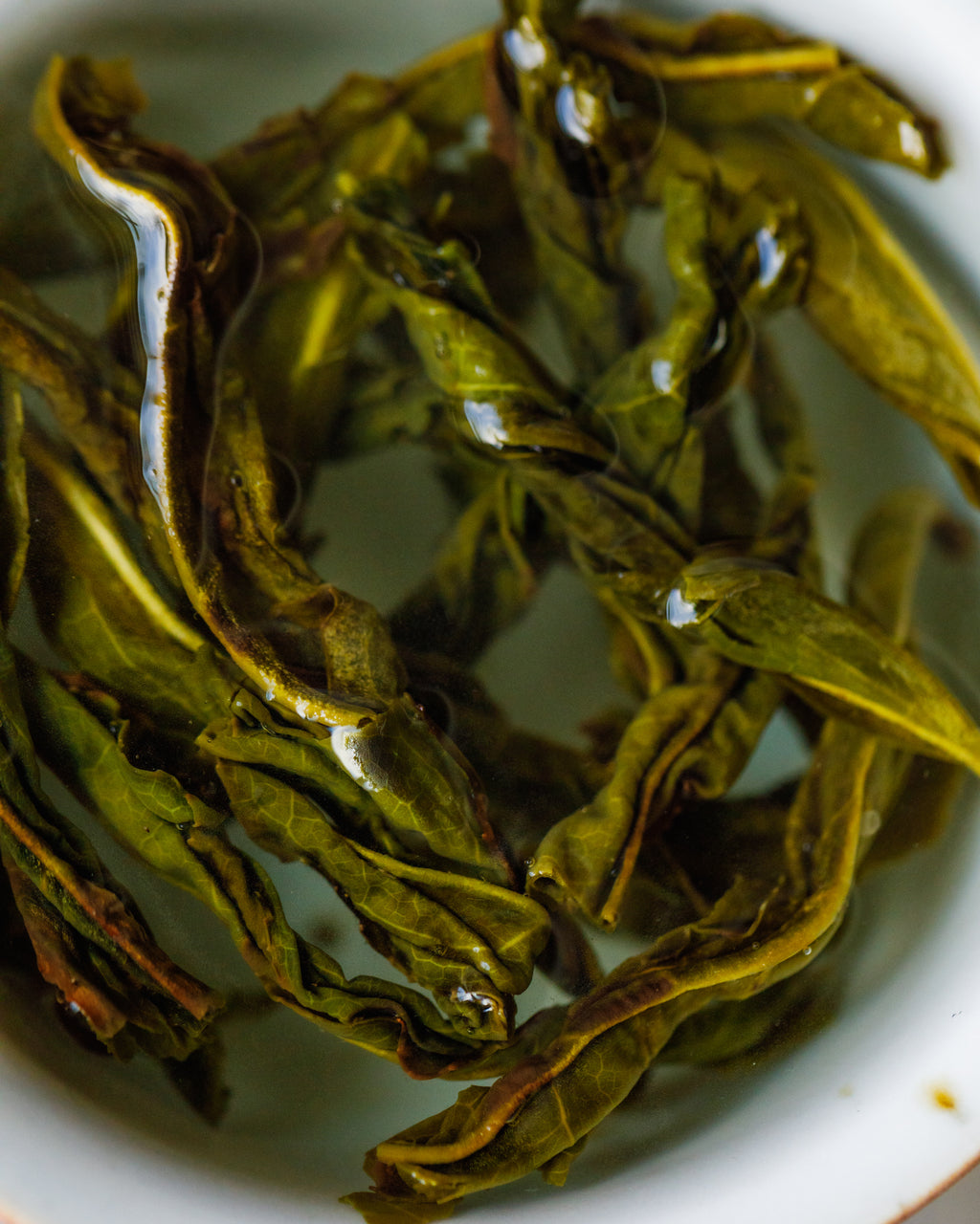 Snow Flake Da Wu Ye wet leaves after brewing, broad winter harvest leaves from Nanling Mountain, Guangdong