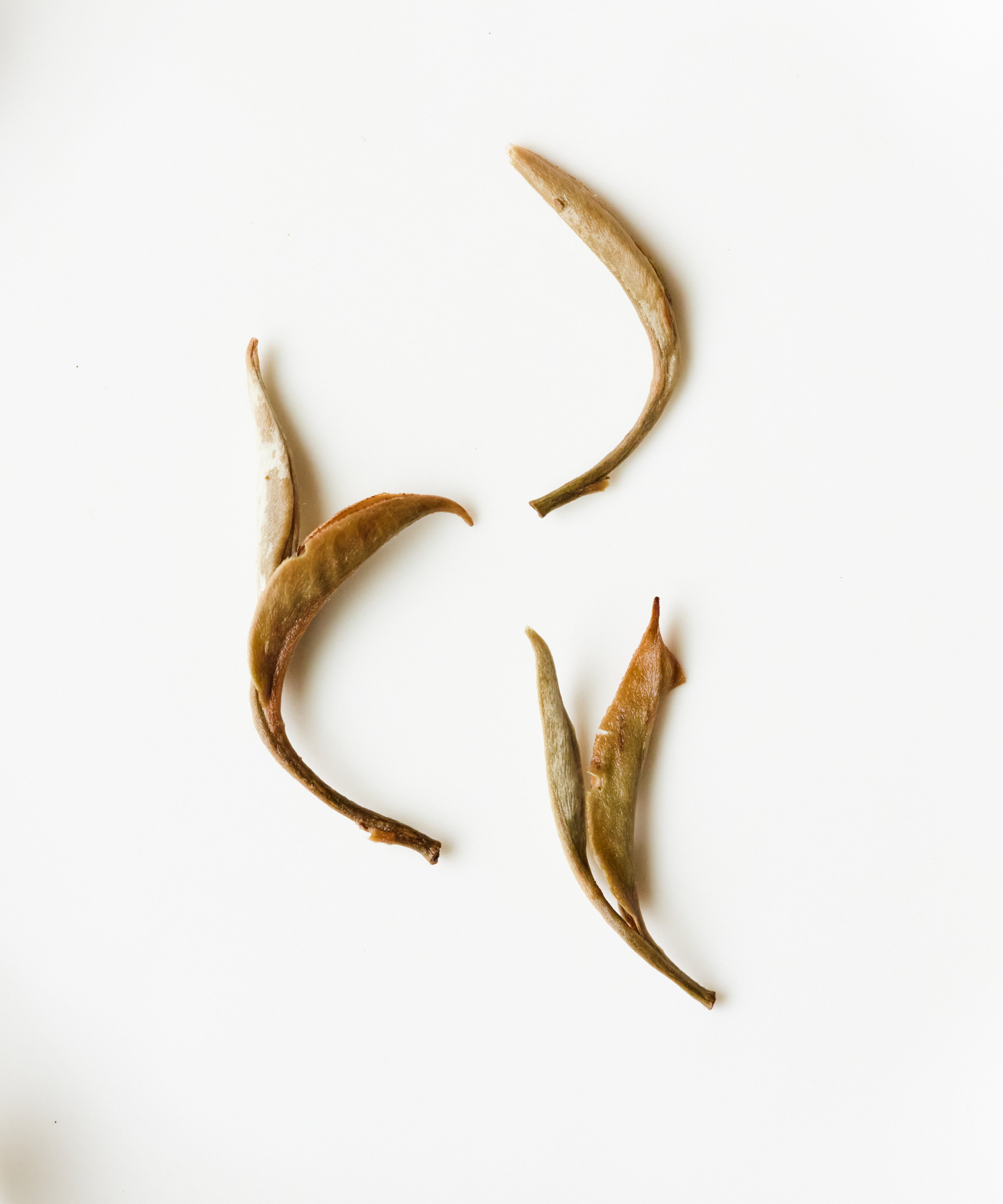 Green Peony white tea by Mr. Tang — first harvest Jinggu Big White leaves, Jinggu, Yunnan