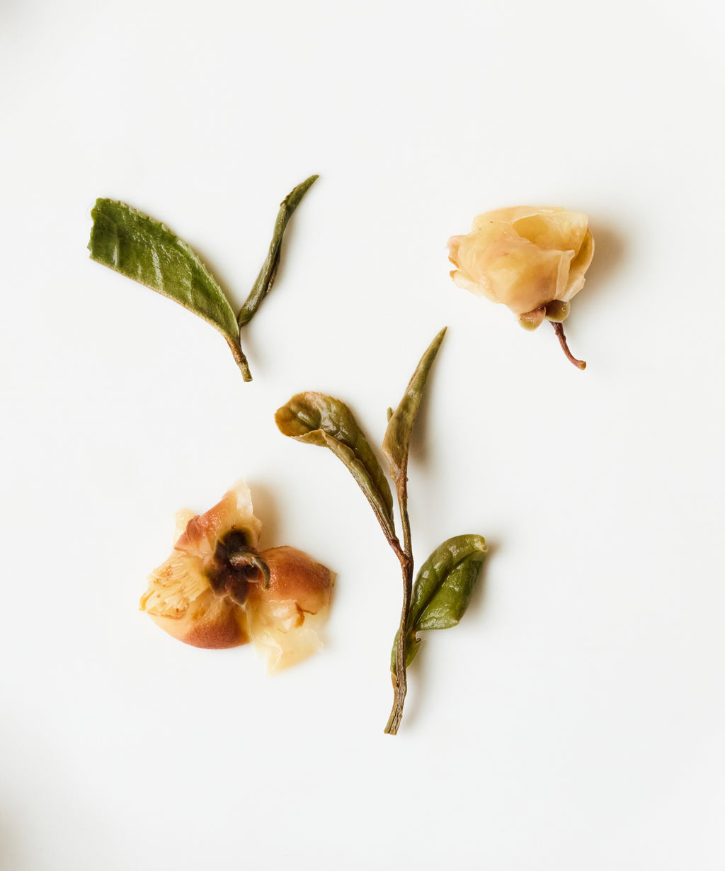 Laoshan White & Tea Blossoms by Mr. Tang — experimental white tea with tea flowers, Laoshan, Qingdao