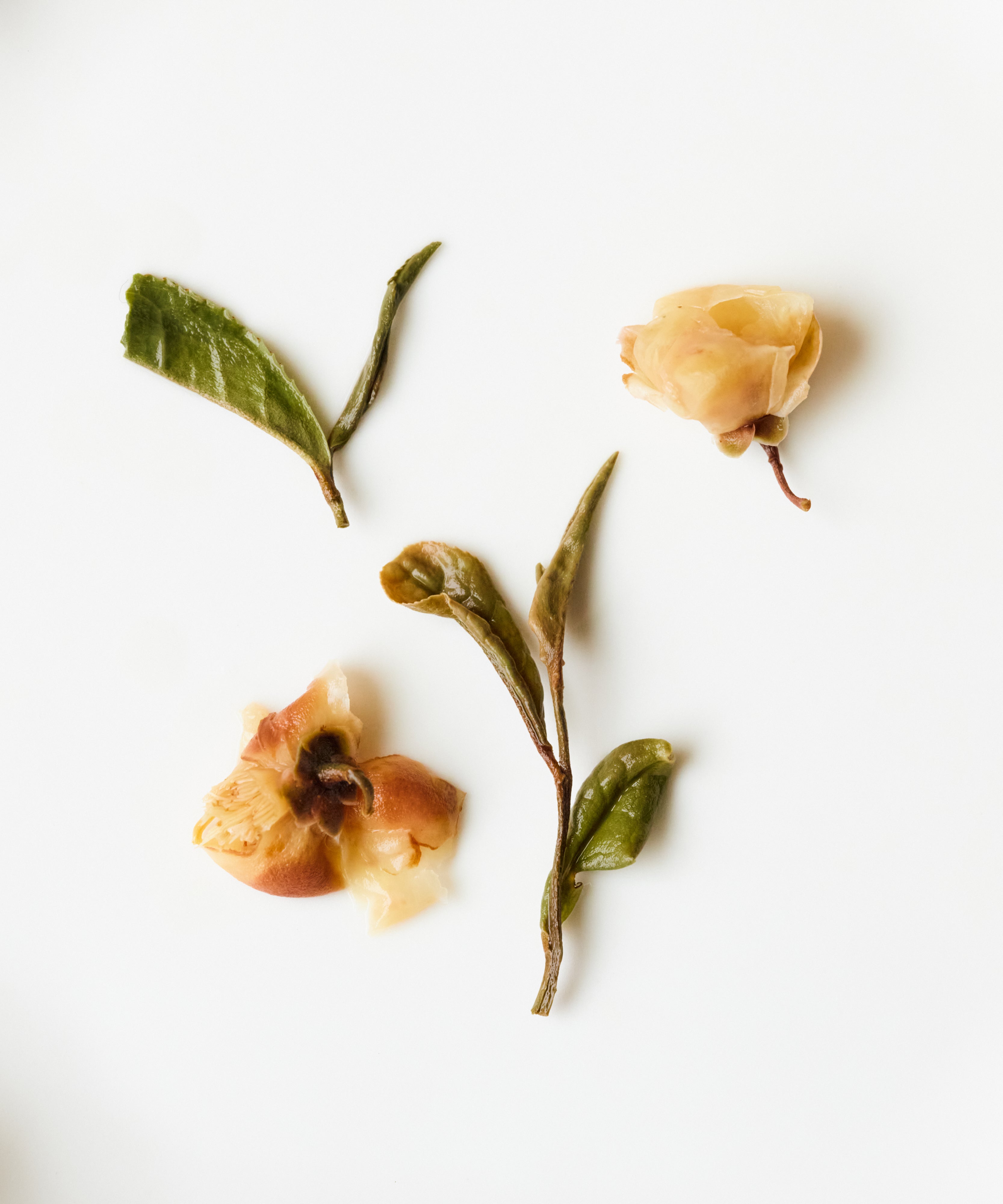 Laoshan White & Tea Blossoms by Mr. Tang — experimental white tea with tea flowers, Laoshan, Qingdao