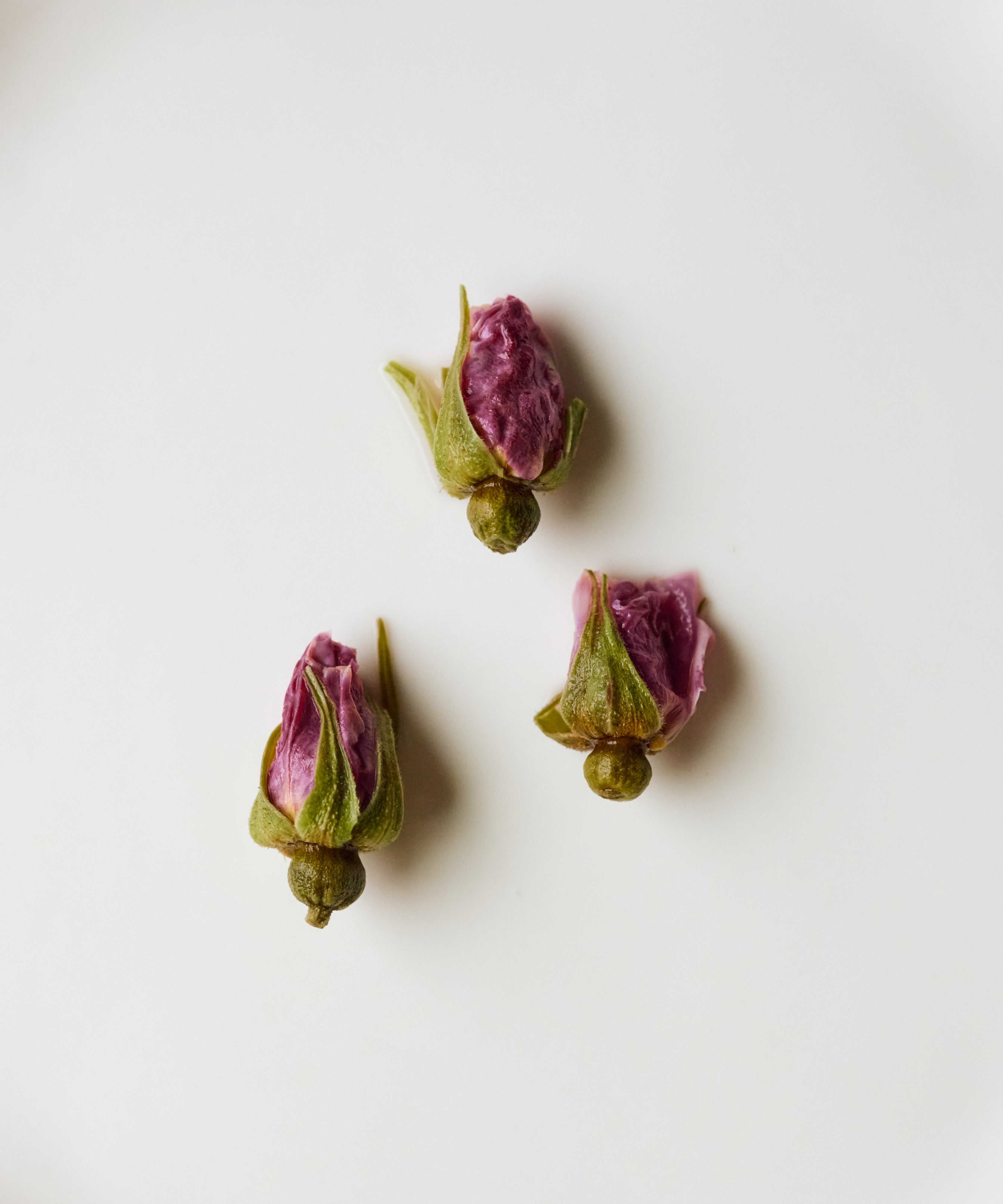 Red Rose buds from Suqian, Jiangsu — Pingyin varietal roses cultivated since the Tang Dynasty