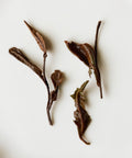 Semi Wild Shou Mei by Mr. Fan — foraged from abandoned Zhenghe Dabai trees at 3600 ft, Fujian
