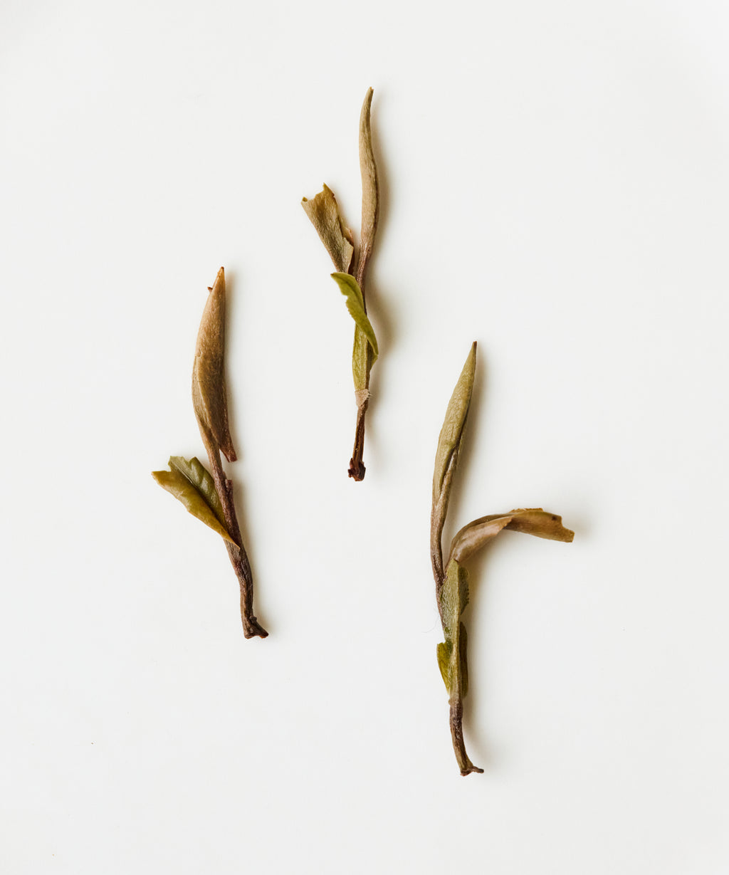 Semi Wild White Peony by Mr. Fan — aged white peony from abandoned Zhenghe Dabai trees, Fujian