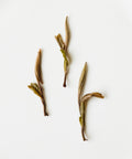 Semi Wild White Peony by Mr. Fan — aged white peony from abandoned Zhenghe Dabai trees, Fujian
