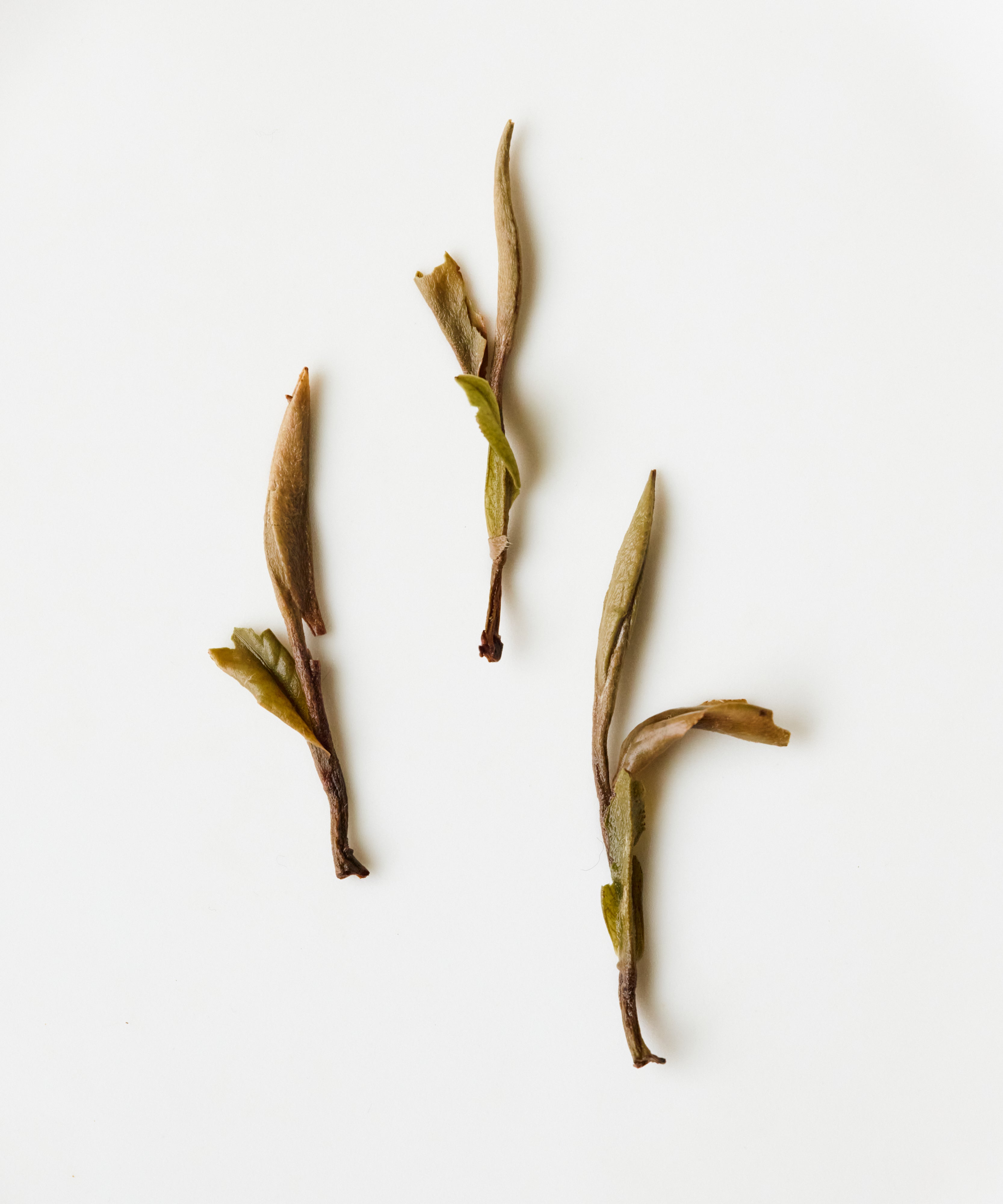 Semi Wild White Peony by Mr. Fan — aged white peony from abandoned Zhenghe Dabai trees, Fujian