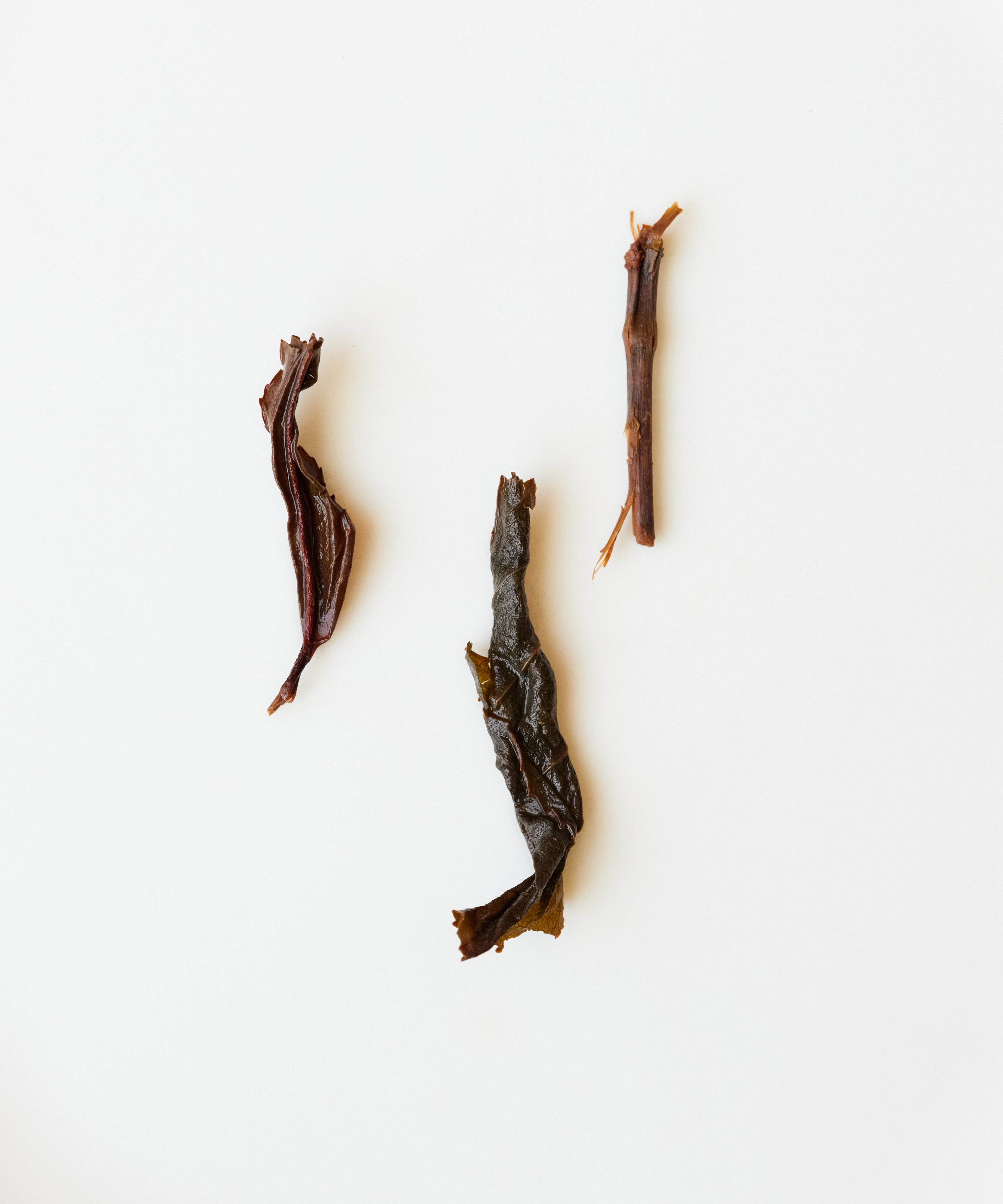 Wild Honeybush Black leaf