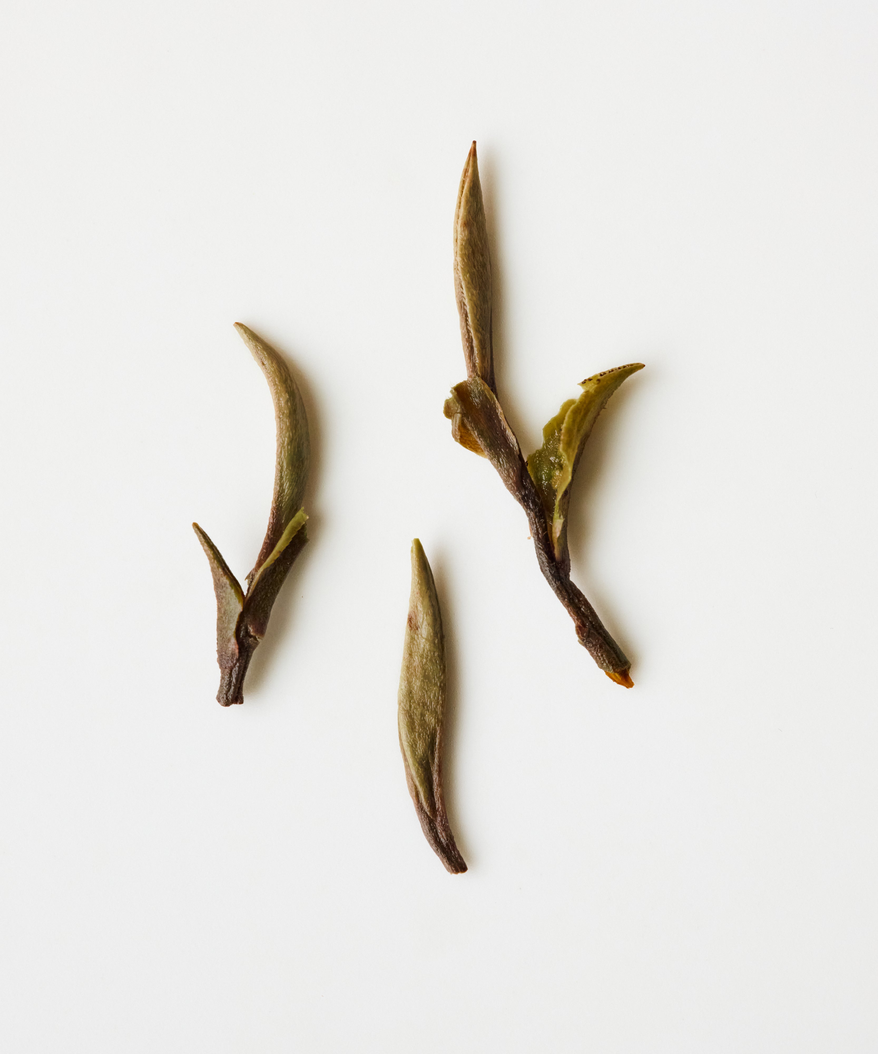Wild Peony King by Mr. Fan — shade-dried white tea from wild Zhenghe Dabai trees at 3600 ft, Fujian