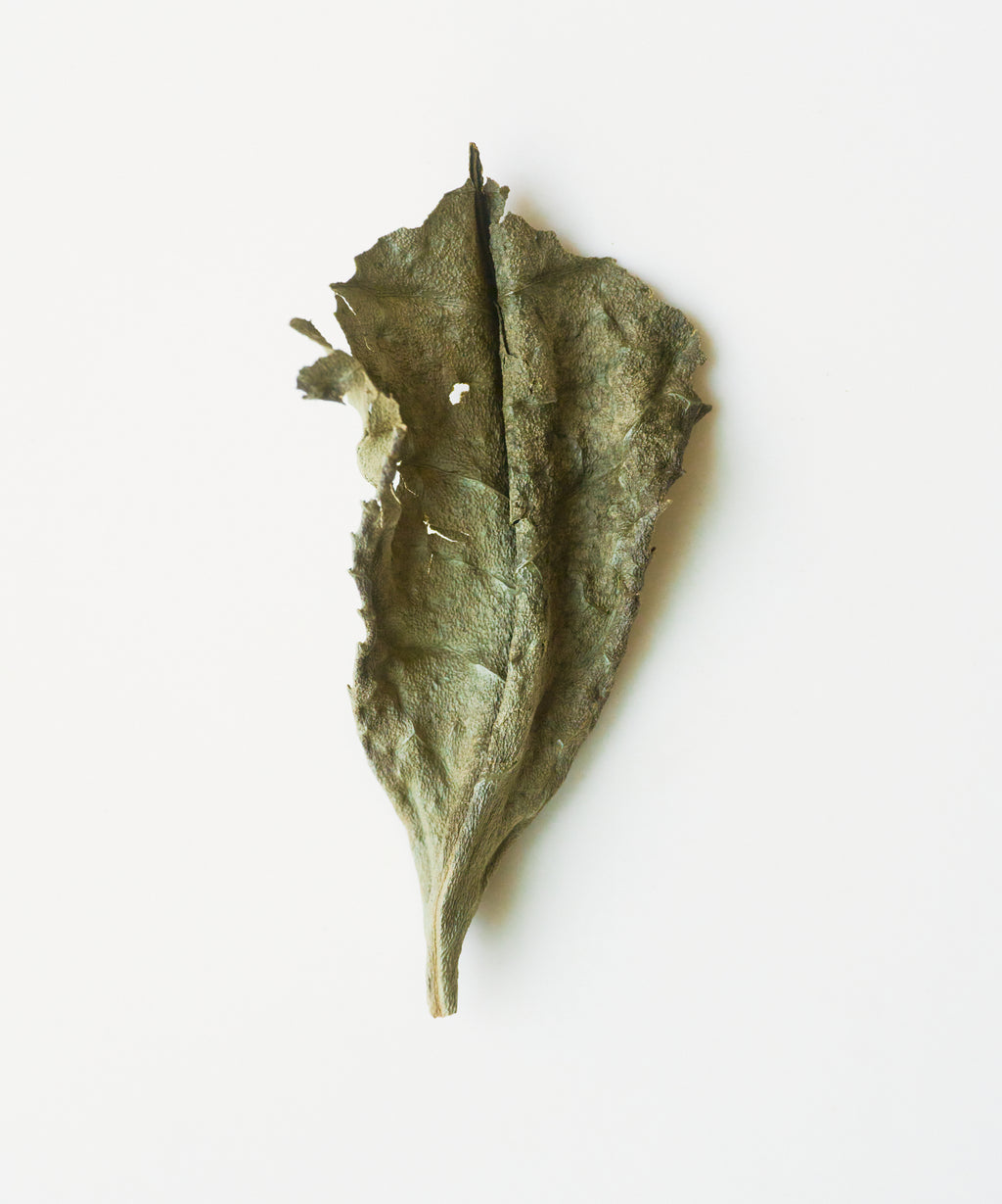 Wild White 2018 Single Tree
