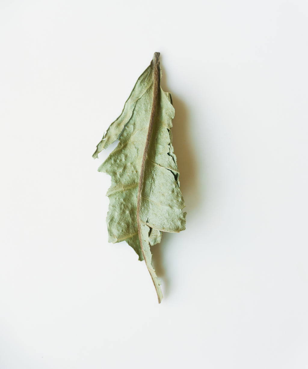 Wild White 2018 Single Tree