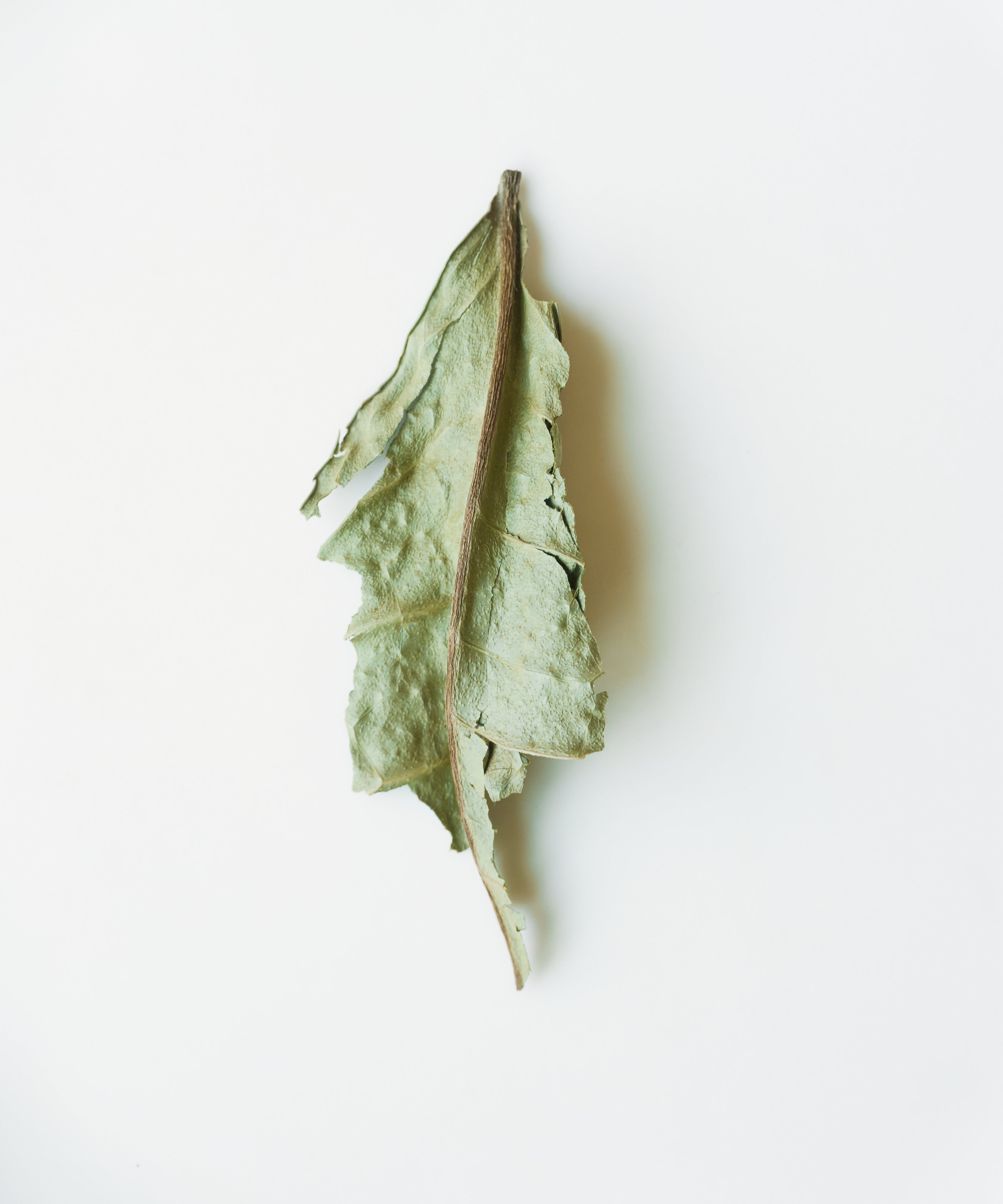Wild White 2018 Single Tree