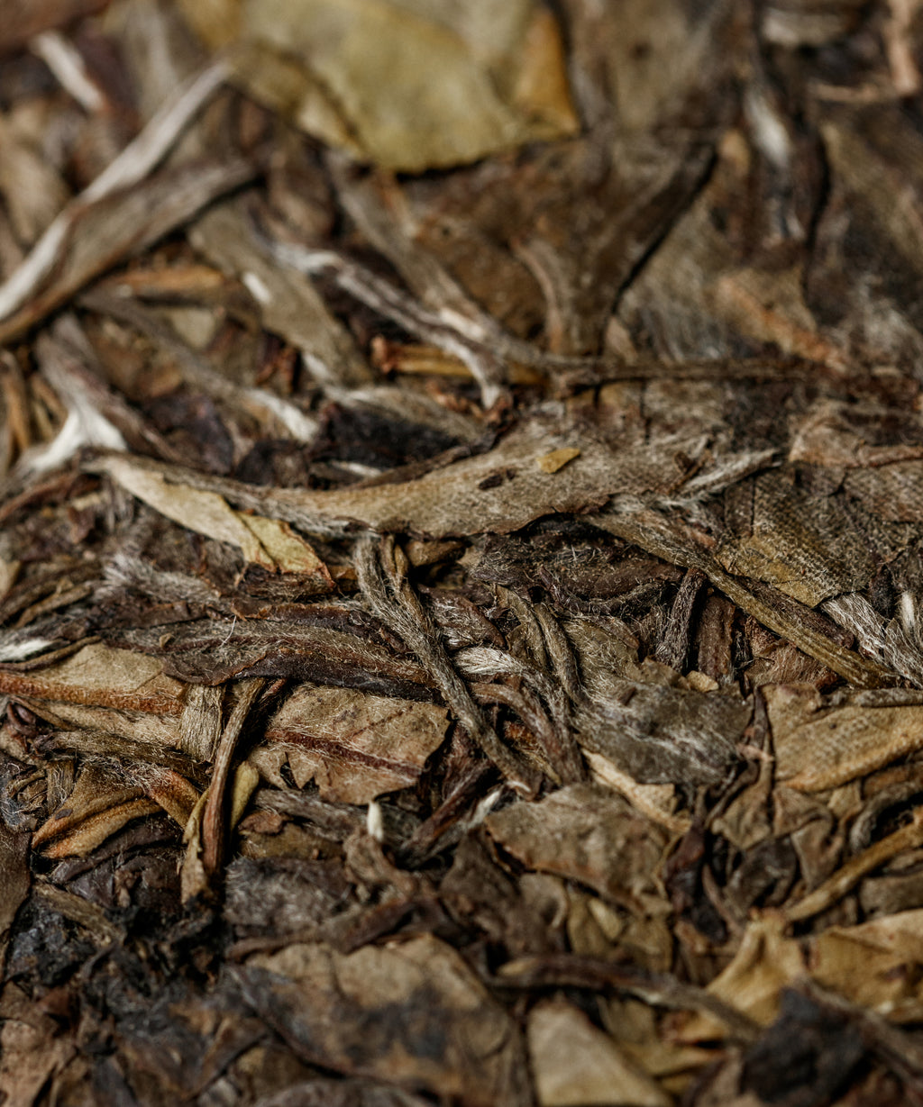 White Shuixian — experimental white tea from old Shuixian trees in Yongchun, Fujian