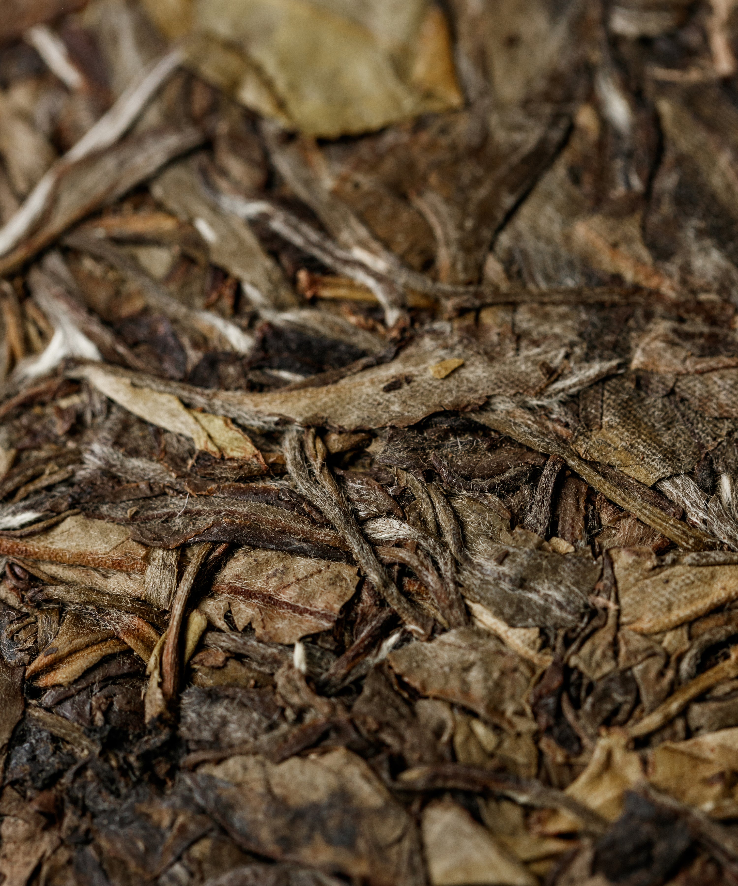 White Shuixian — experimental white tea from old Shuixian trees in Yongchun, Fujian