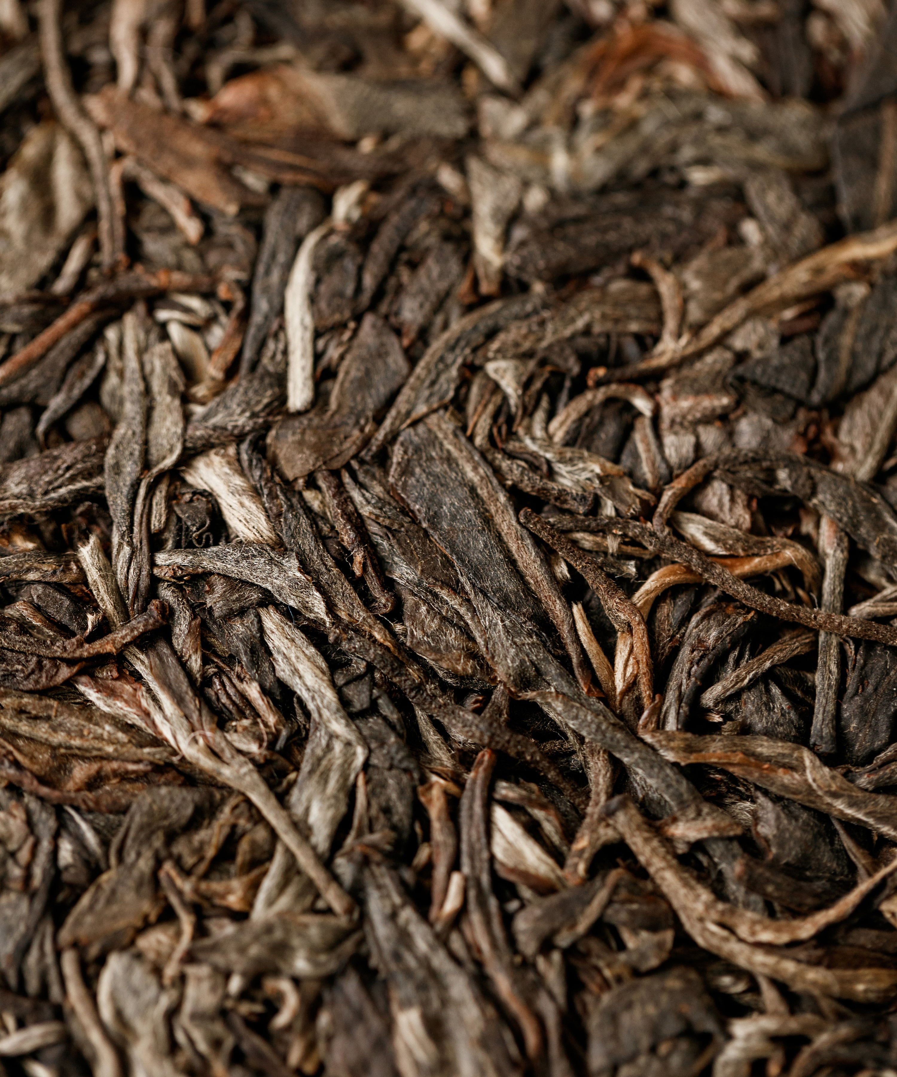 Mangfei sheng pu'erh — ancient tree raw pu'erh from 200-300 year old trees, Yongde, Lincang