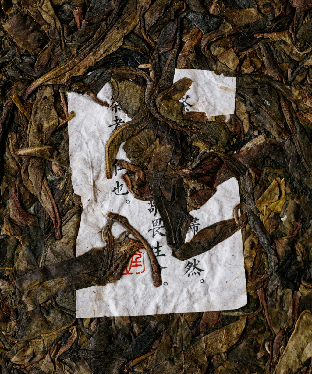 Ancient Tree Yellow Leaf sheng pu'erh by Tang Wang — 200-300 year old trees, Jinggu, Yunnan