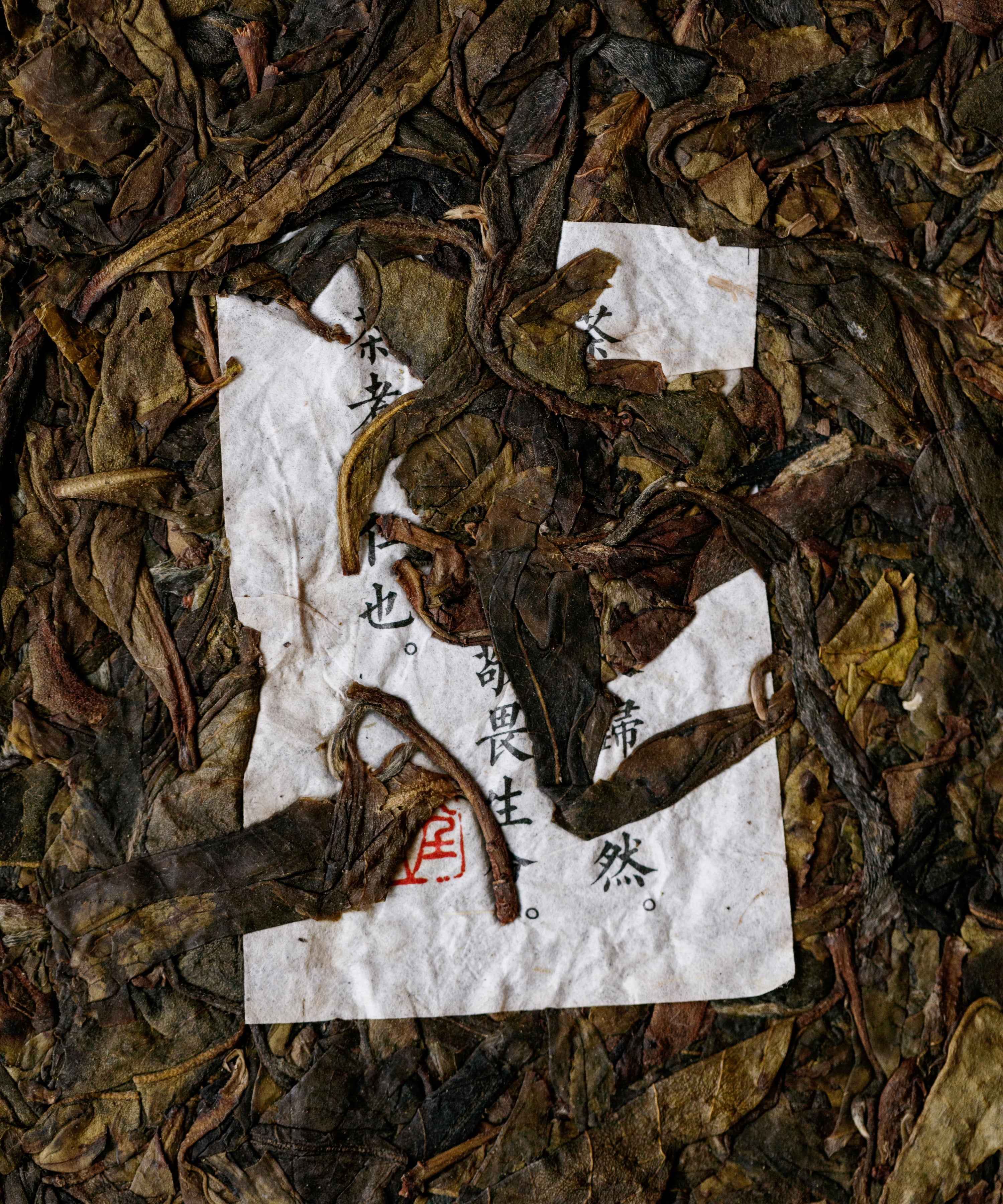 Ancient Tree Yellow Leaf sheng pu'erh by Tang Wang — 200-300 year old trees, Jinggu, Yunnan