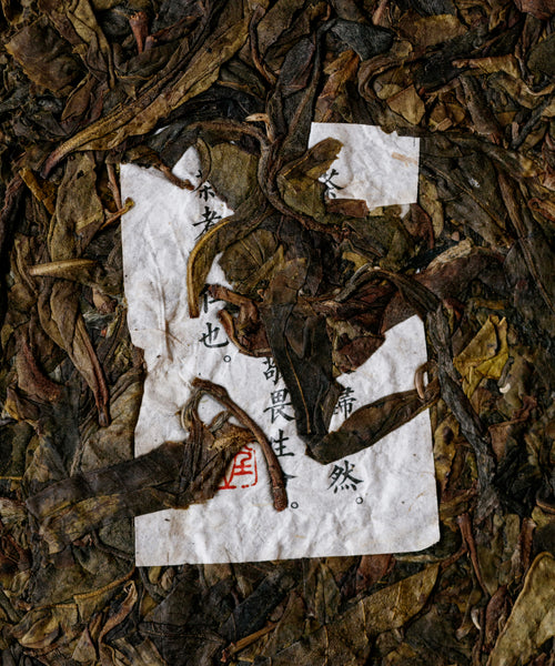 Ancient Tree Yellow Leaf sheng pu'erh by Tang Wang — 200-300 year old trees, Jinggu, Yunnan