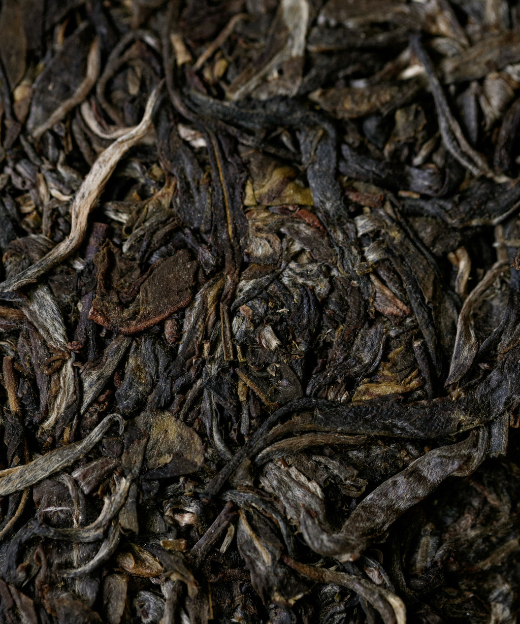 Sacred Mountains rare small-leaf sheng pu'erh — from Xikong and Manzhuan ancient tea mountains, Yunnan