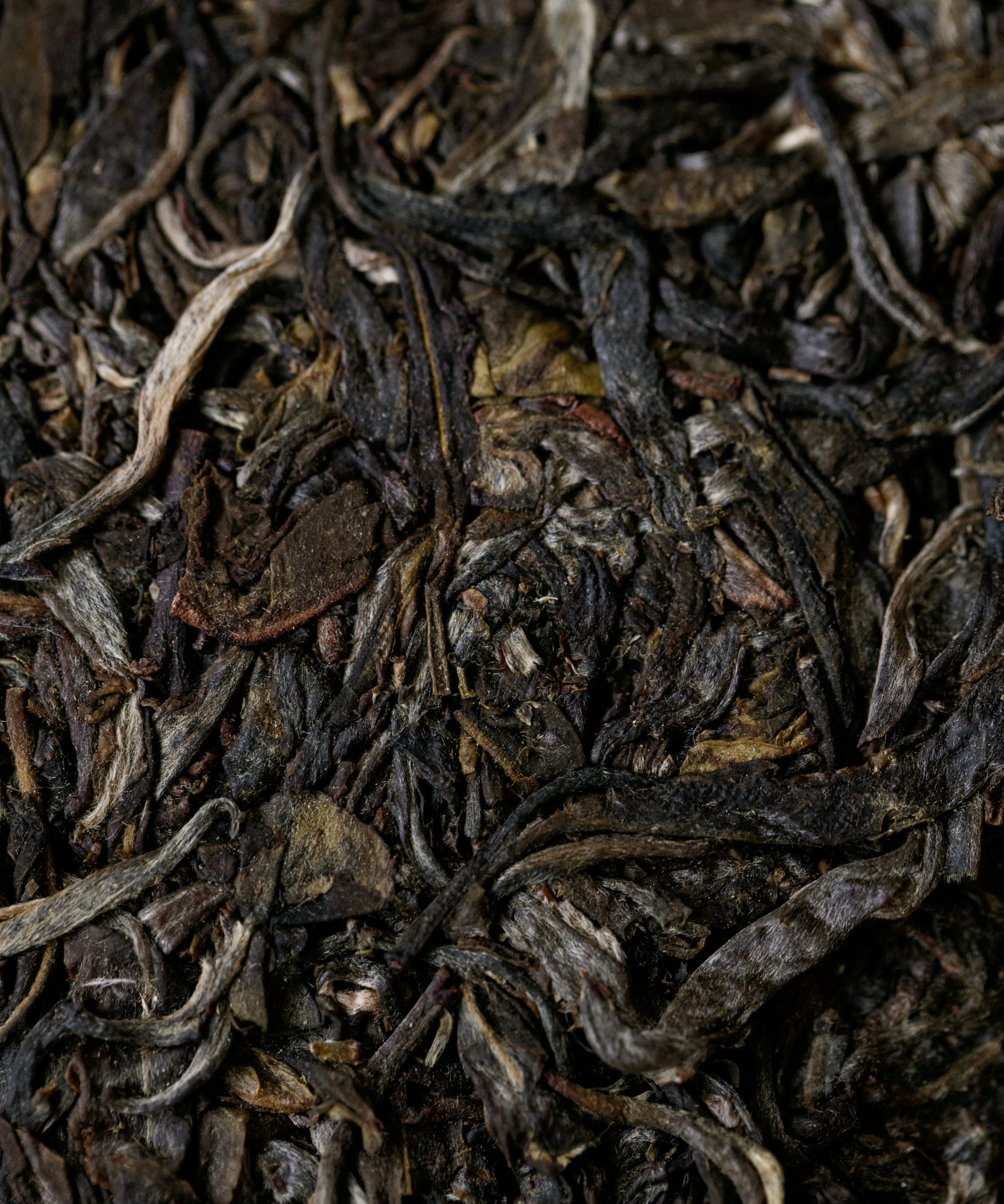 Sacred Mountains rare small-leaf sheng pu'erh — from Xikong and Manzhuan ancient tea mountains, Yunnan