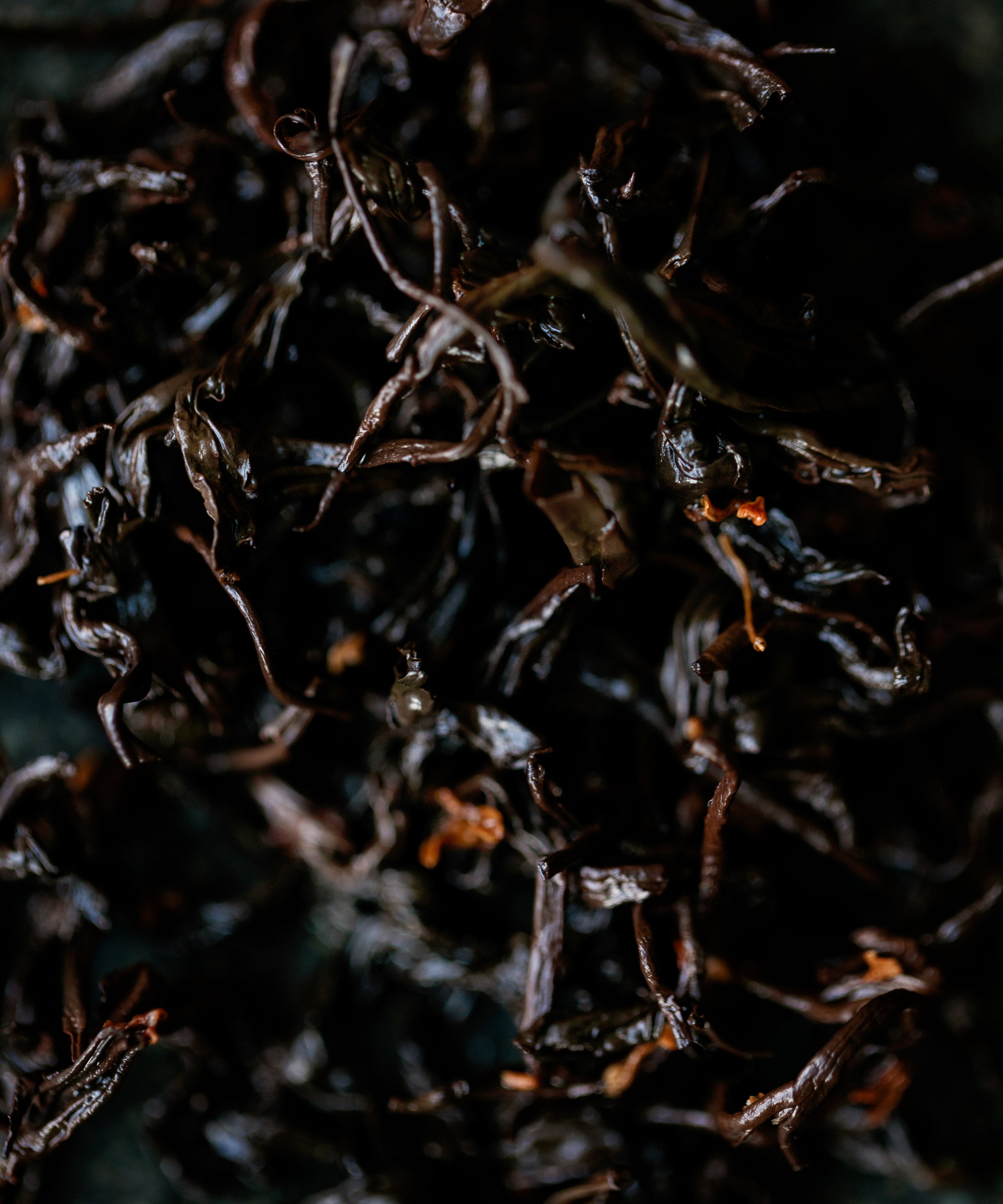 Osmanthus Laoshan Black