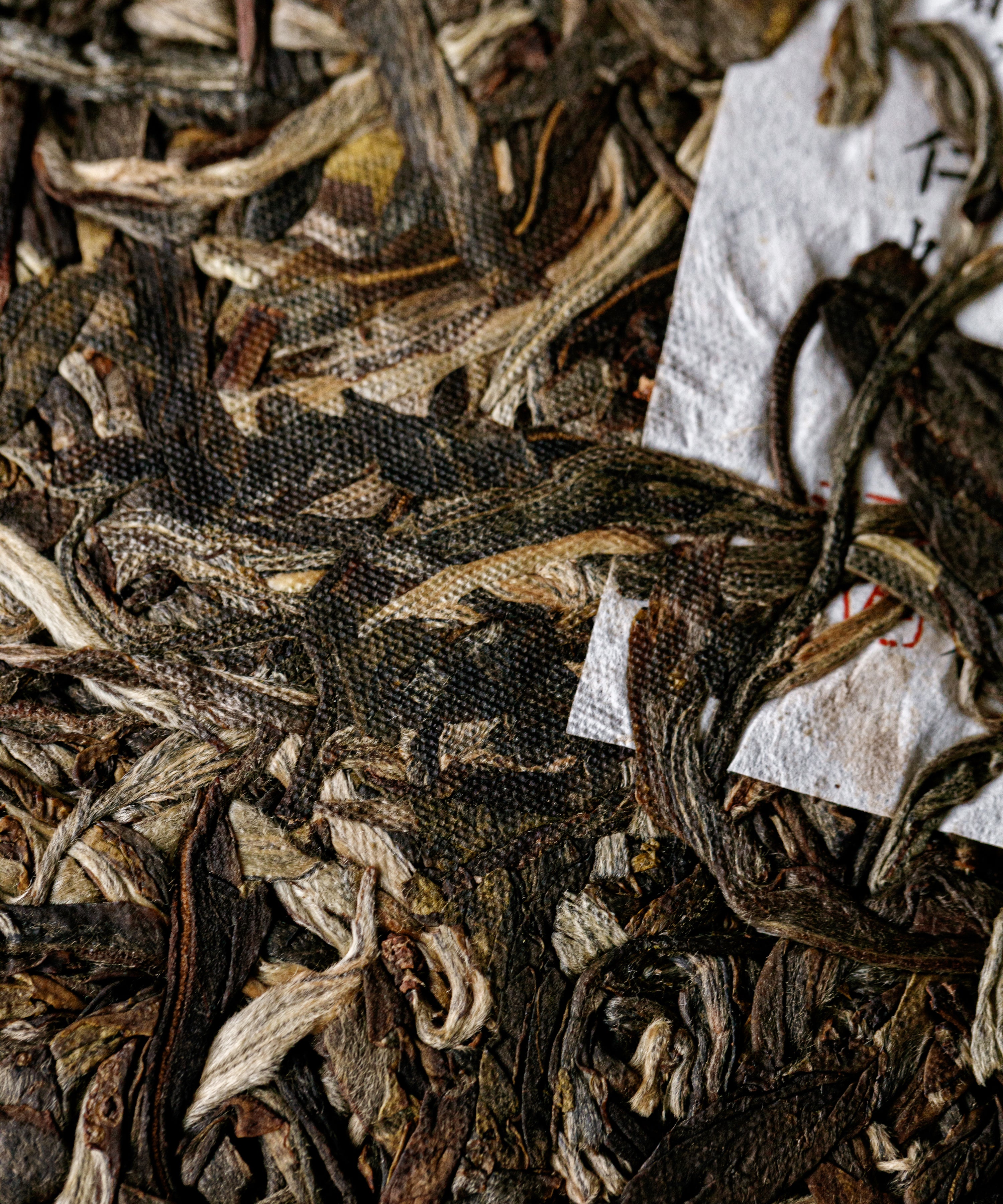 Ancient Big White pu'erh by Mr. Tang — rare Jinggu Dabai from 400-year-old trees, Yunnan