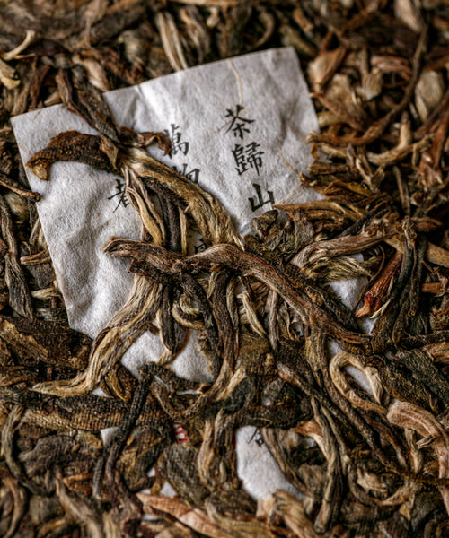 Ancient Gold Needle pu'erh by Mr. Tang — yellow buds from 400-year-old Jinggu Dabai trees